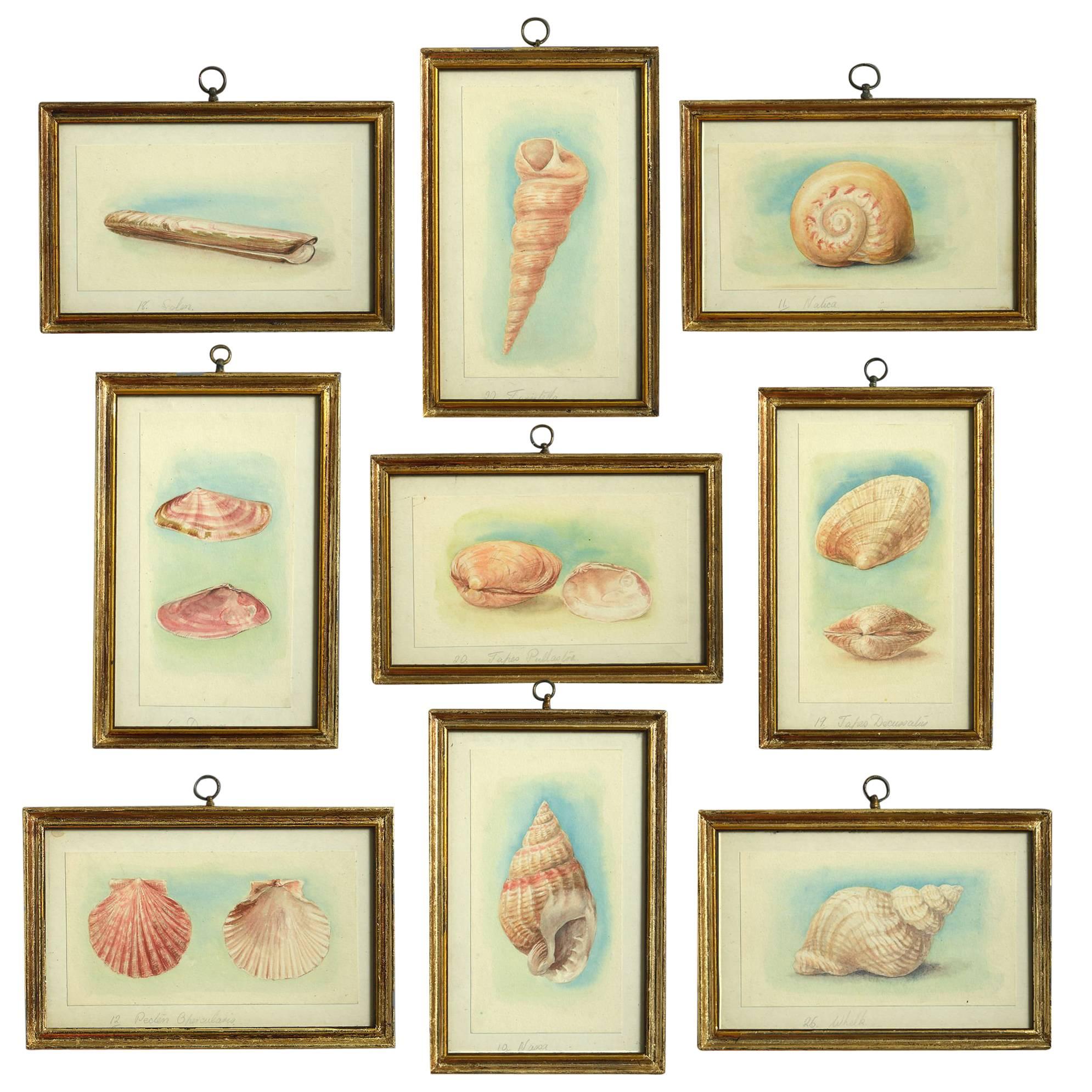 24 Watercolors of Sea Shells, 19th Century