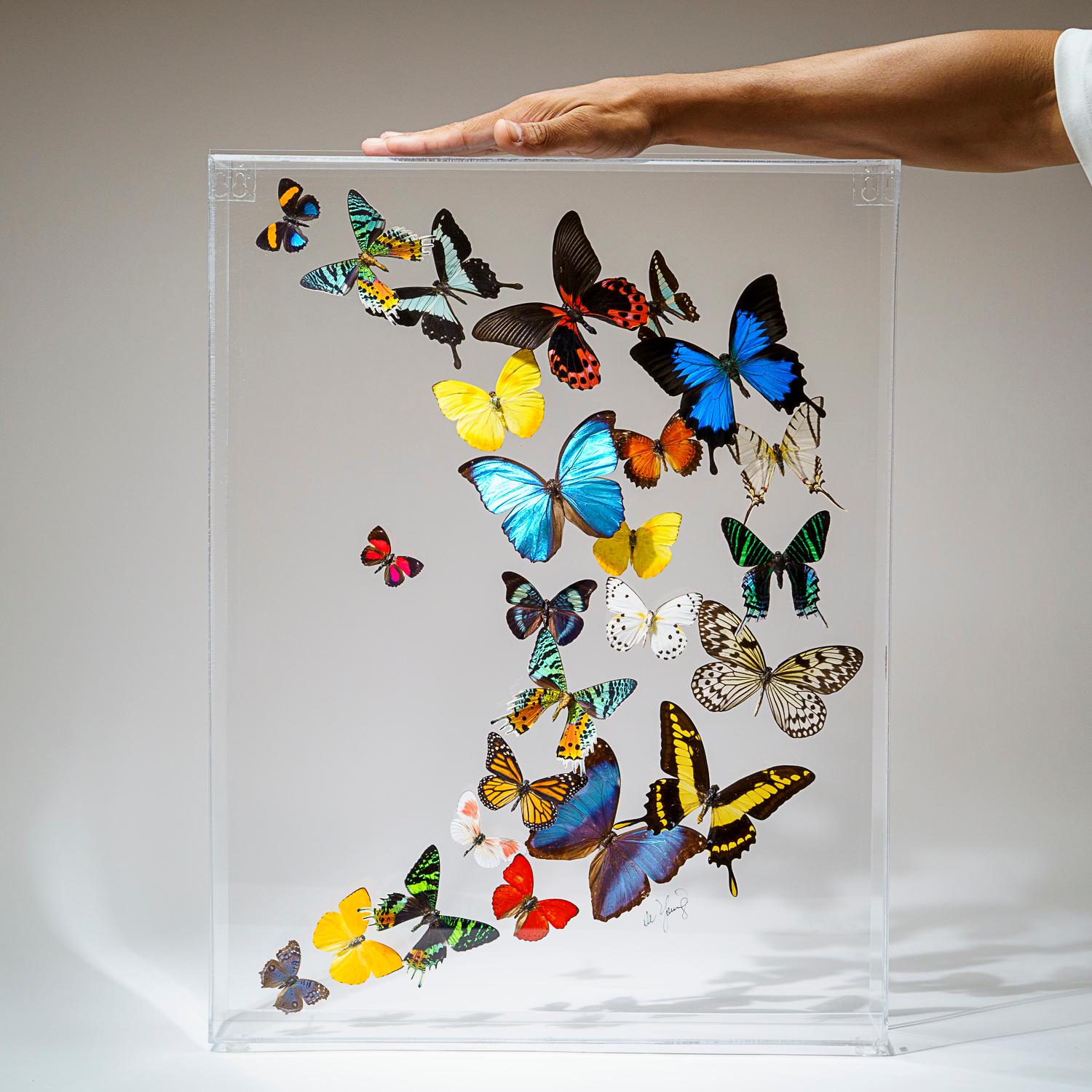 This incredible display includes a variety of species for a total of 25 genuine Peruvian butterflies. The frame includes a keyhole hook at the top for mounting the display on a wall. The butterflies in these frames are raised on butterfly farms in