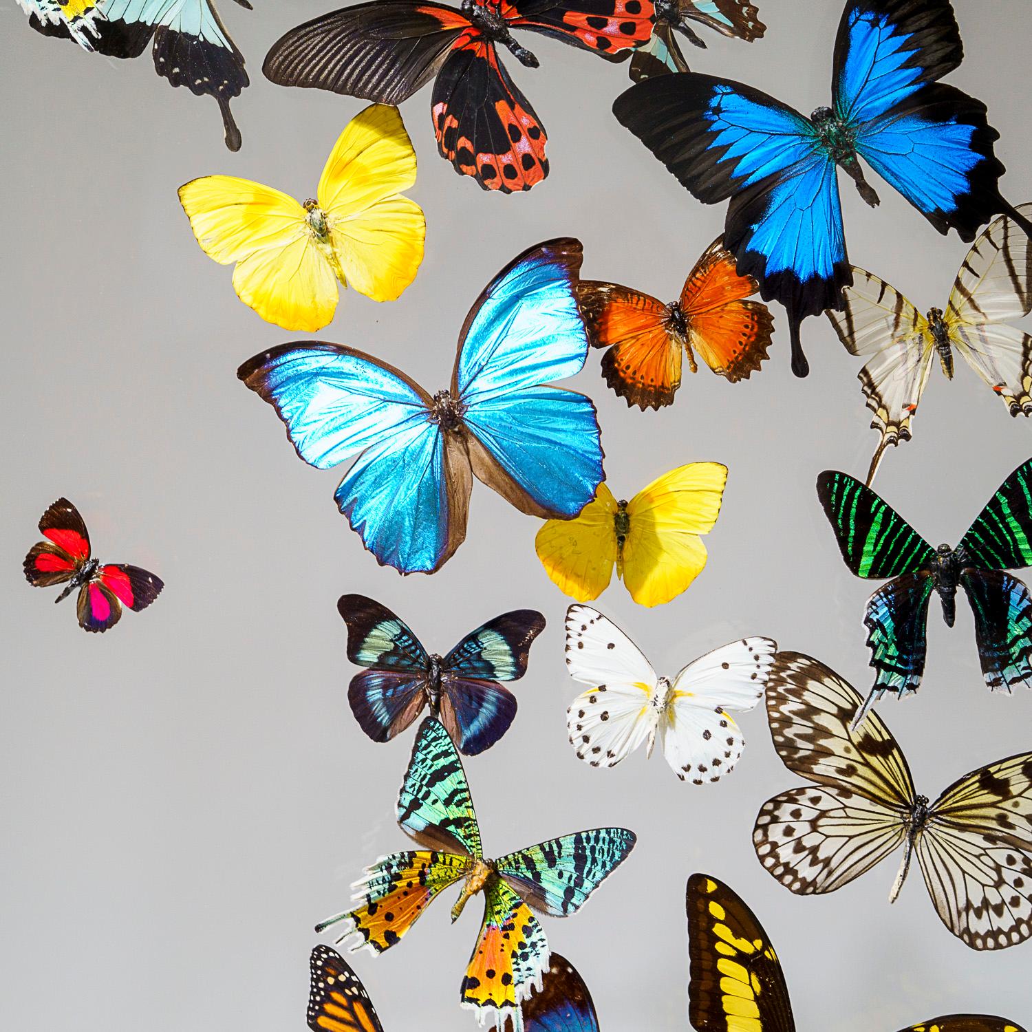 Peruvian 25 Genuine Butterflies in Acrylic Shadow Box