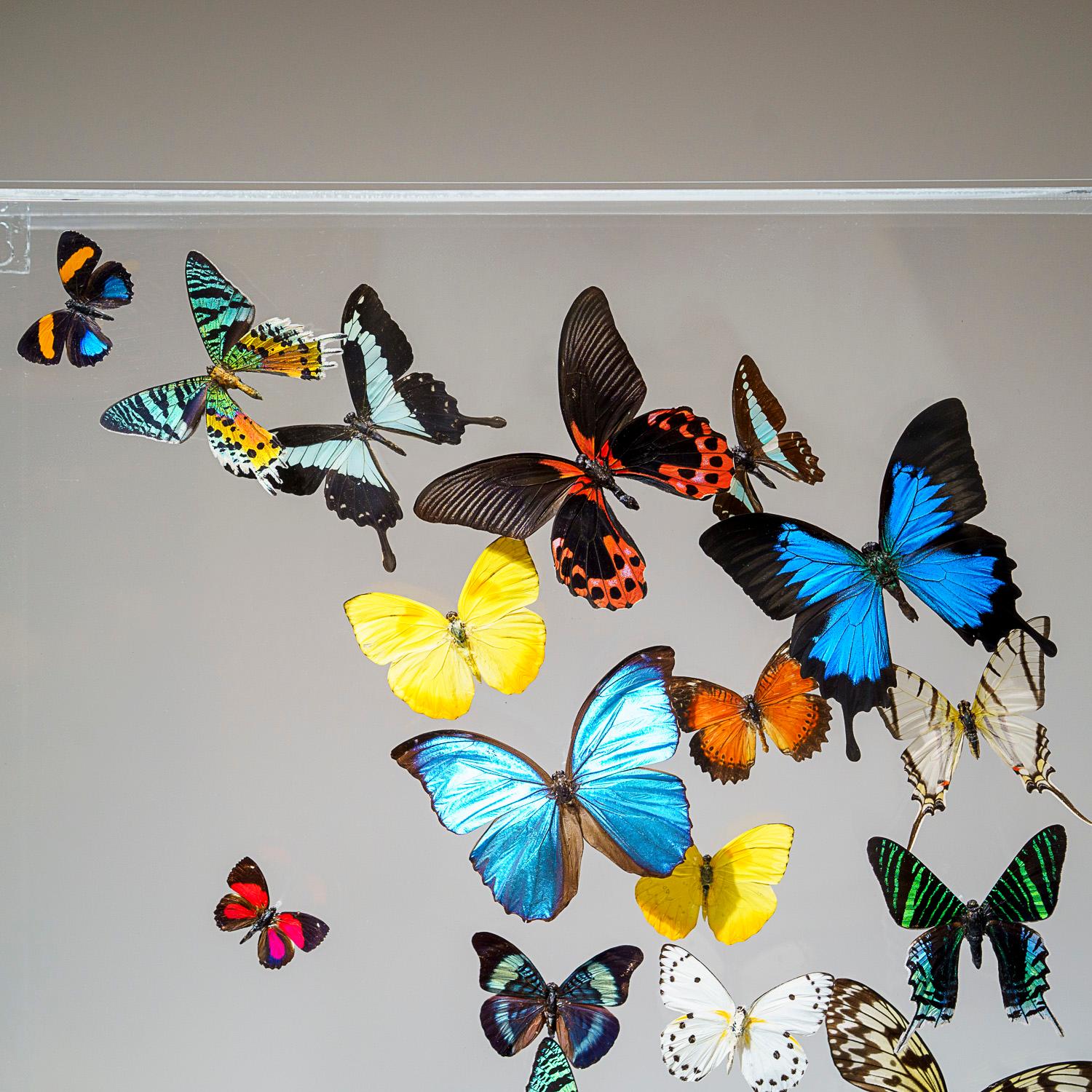 25 Genuine Butterflies in Acrylic Shadow Box In Excellent Condition In New York, NY