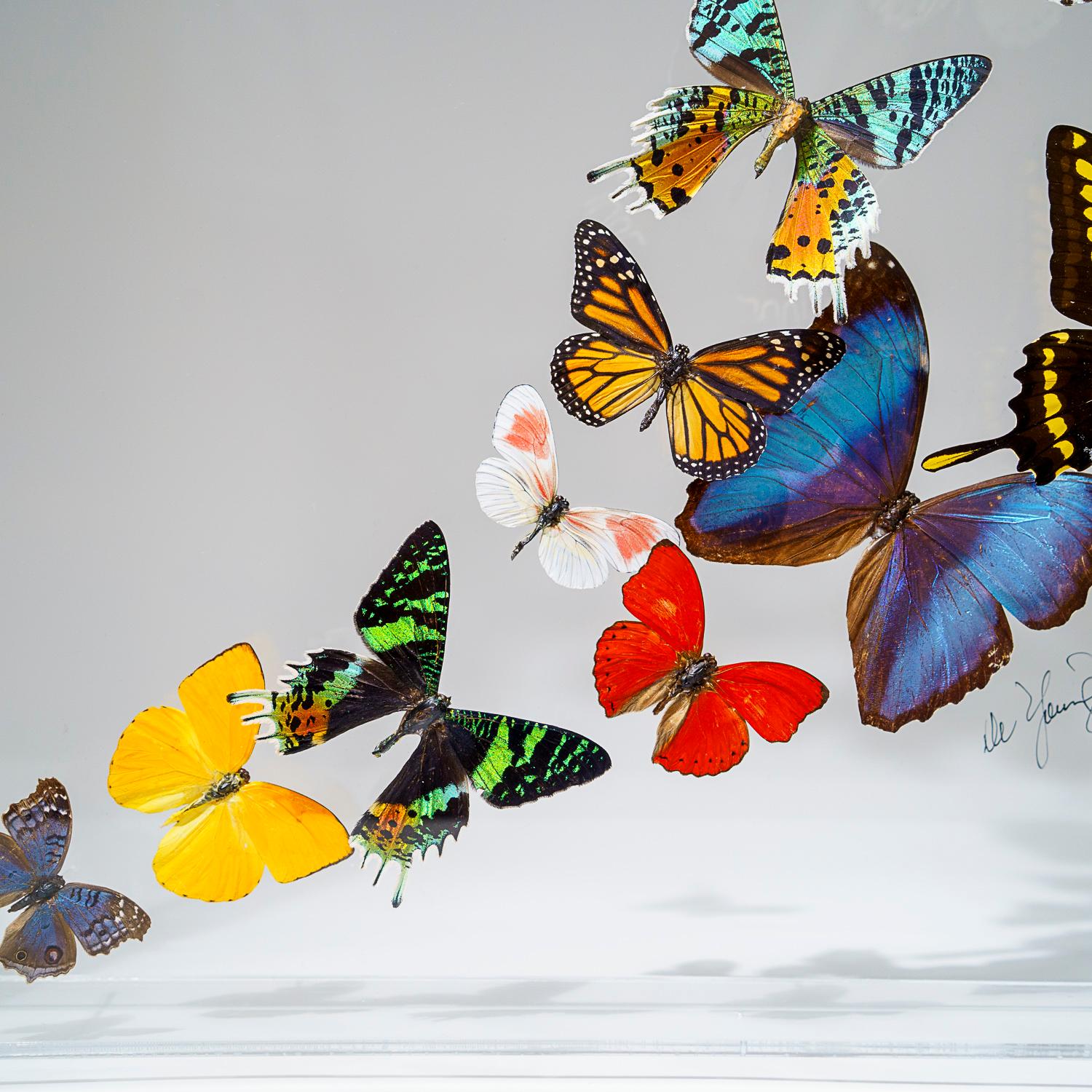 Contemporary 25 Genuine Butterflies in Acrylic Shadow Box