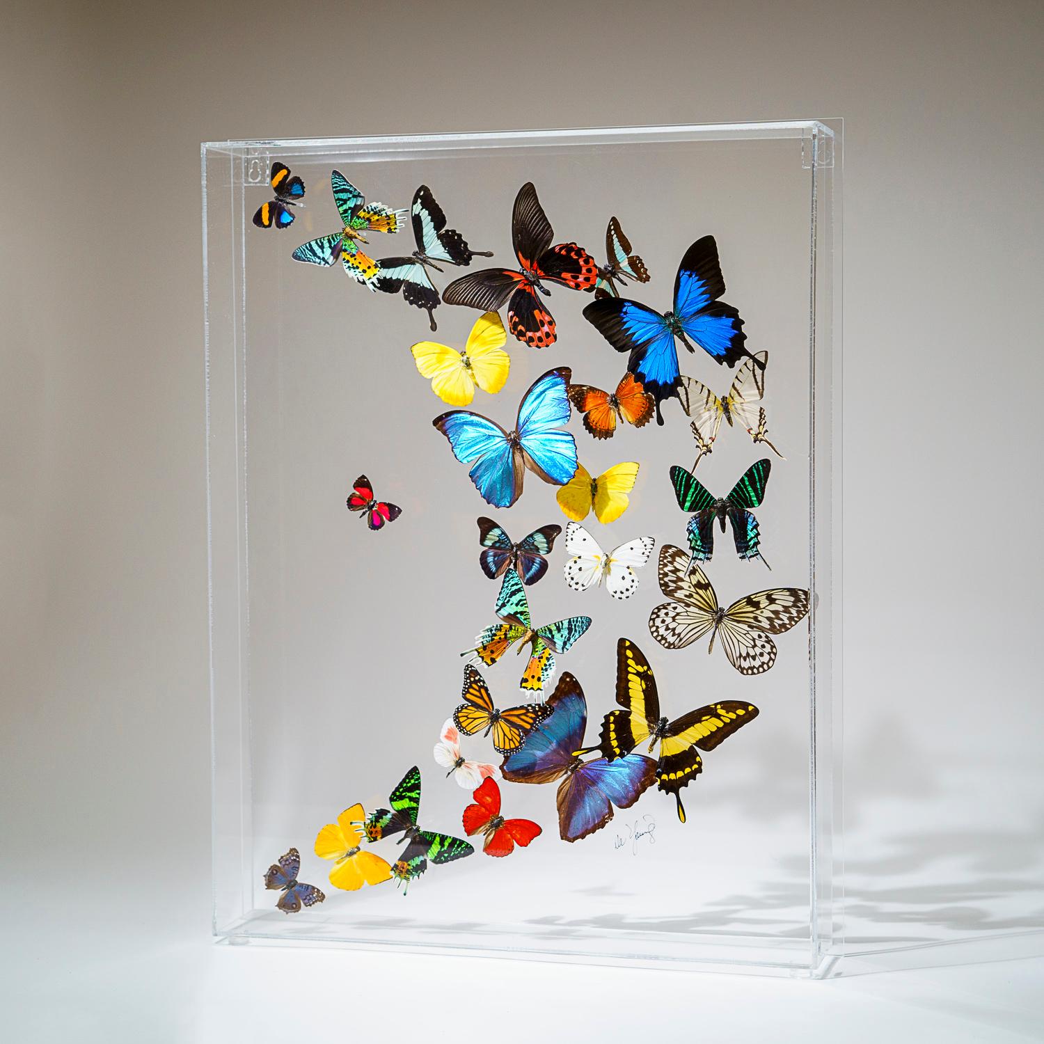 25 Genuine Butterflies in Acrylic Shadow Box 1