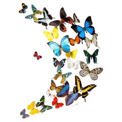 25 Genuine Butterflies in Acrylic Shadow Box