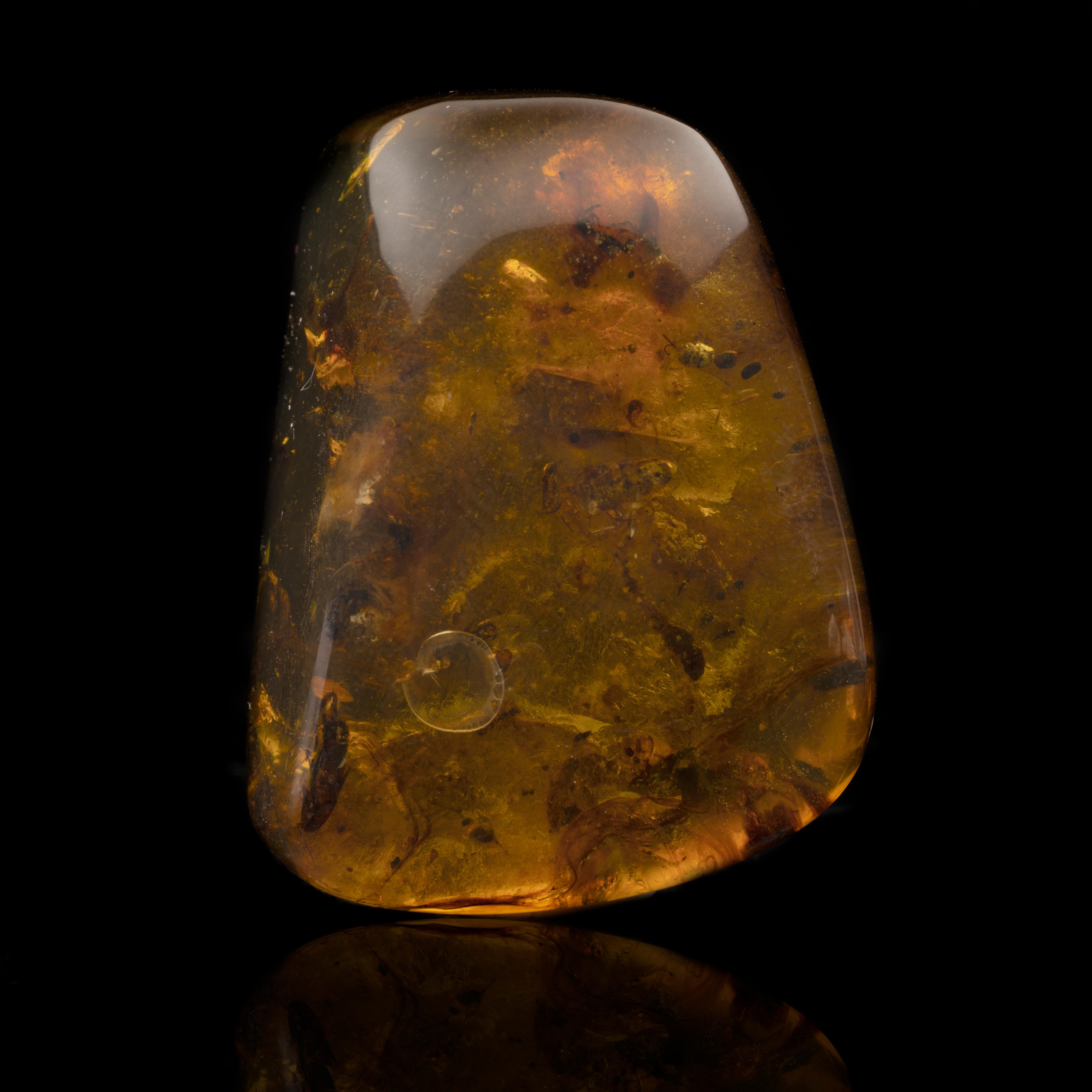This genuine Burmese amber specimen dates back approximately 99 million years. Pieces like these are sometimes called a menagerie and this one contains snakefly larvae, a pseudoscorpion, cockroaches, a spider, beetle larvae, Hymenoptera (wasps), and