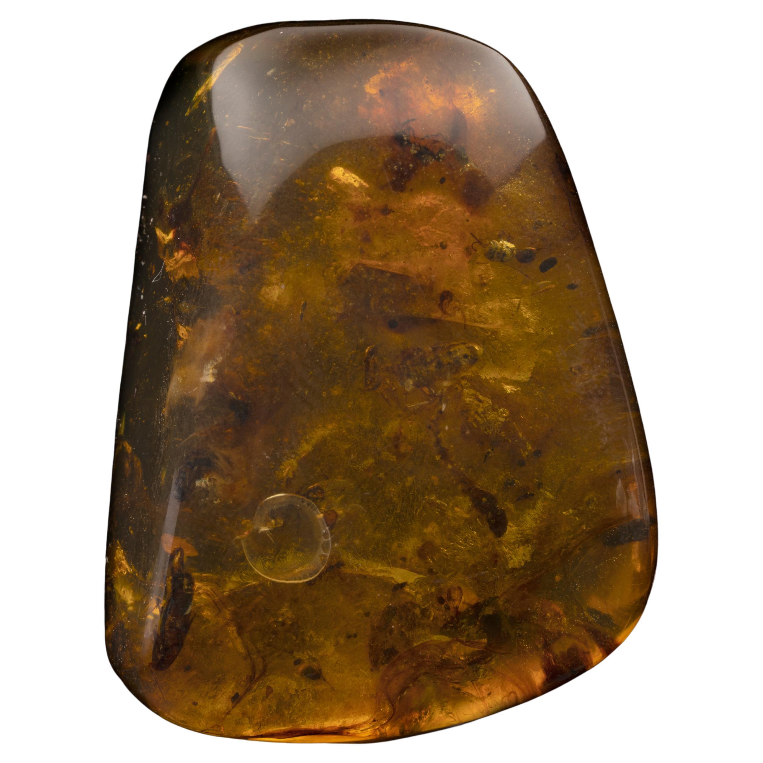 25.54 Gram 99 Million Year Old Burmese Amber Medley