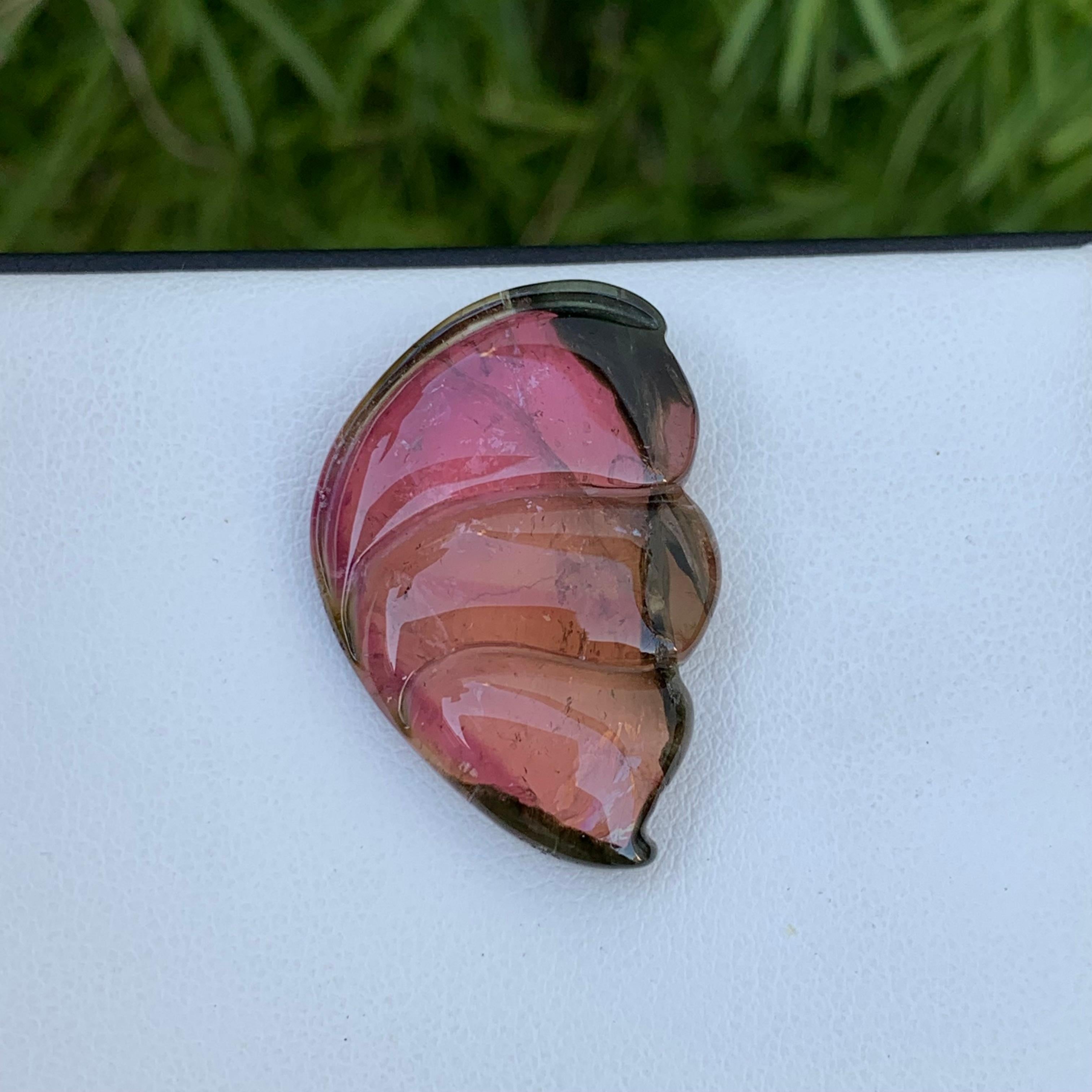 Adam Style 26.40 Carat Pretty Sea Shell Shape Bi Colour Tourmaline Carving From Africa For Sale