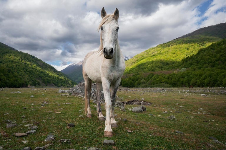 Giles Clarke Color Photograph - Horse: Georgia/Chechen Border