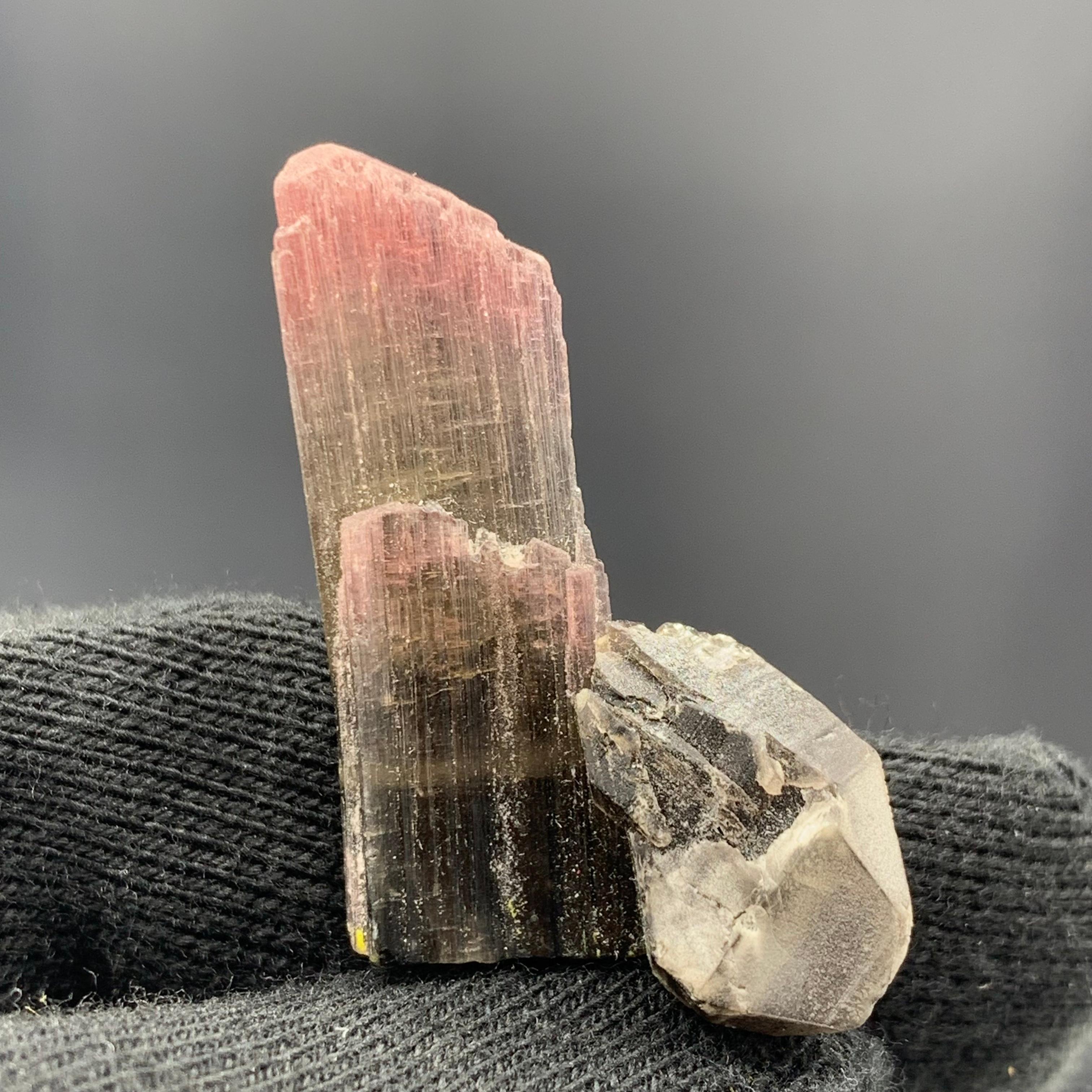 Magnifique cristal de tourmaline tricolore de 27,25 carats d'Afghanistan  en vente 3