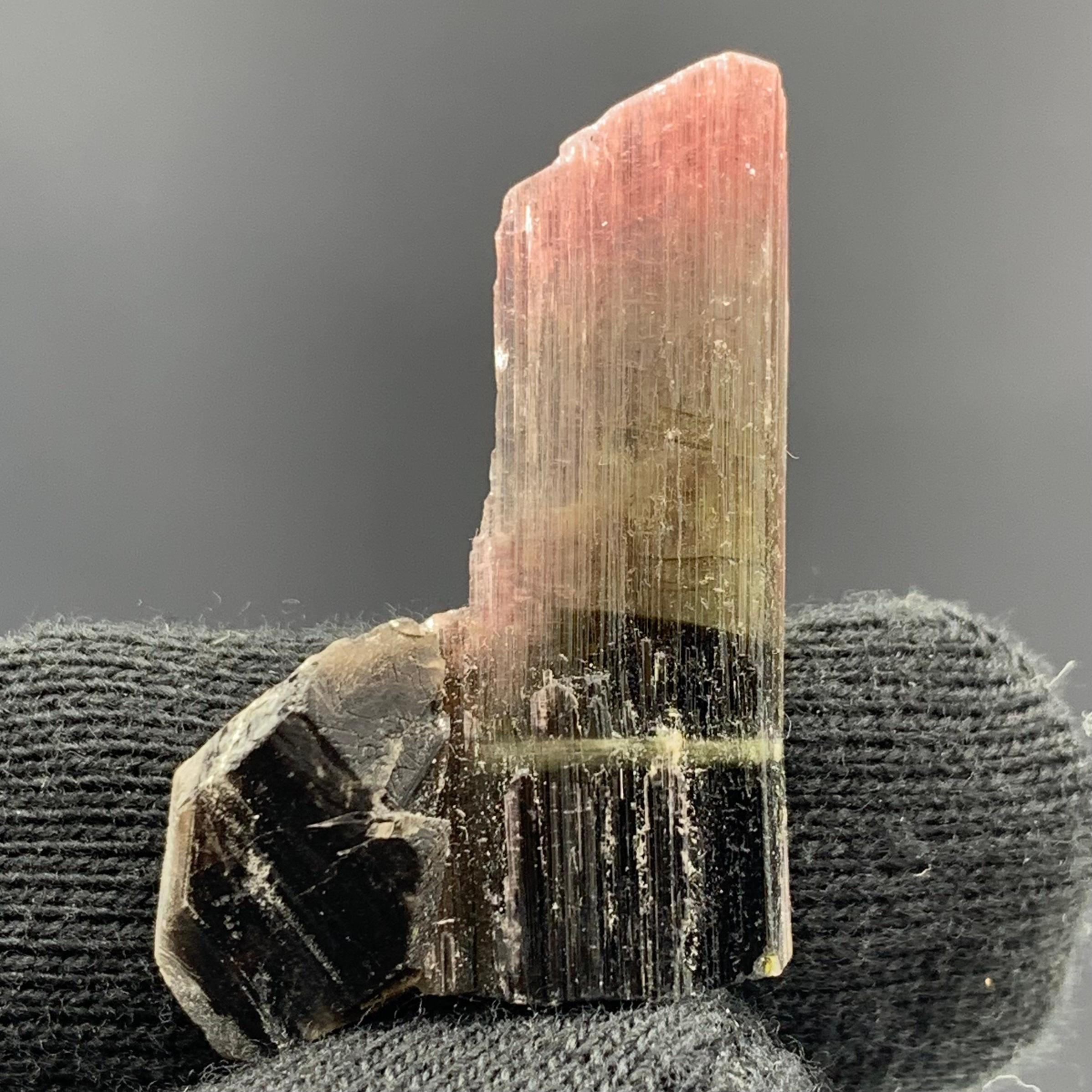 27.25 Carat Magnifique Tri Color Tourmaline Crystal From Afghanistan  For Sale 4