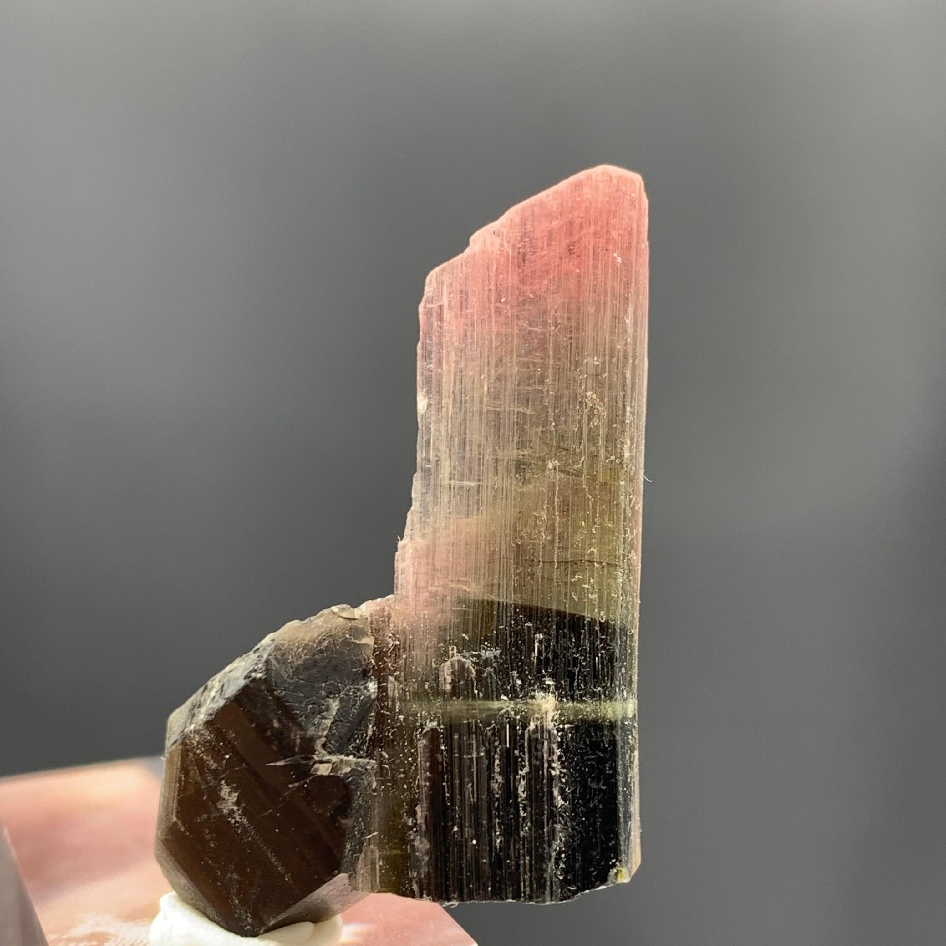 27,25 carati di cristallo di tormalina tricolore Magnifique dall'Afghanistan 
Peso: 27,25 carati 
Dimensioni: 3,2 x 2,2 x 0,7 cm
Origine: Afghanistan 

La tormalina è un minerale cristallino del gruppo dei silicati in cui il boro è composto da