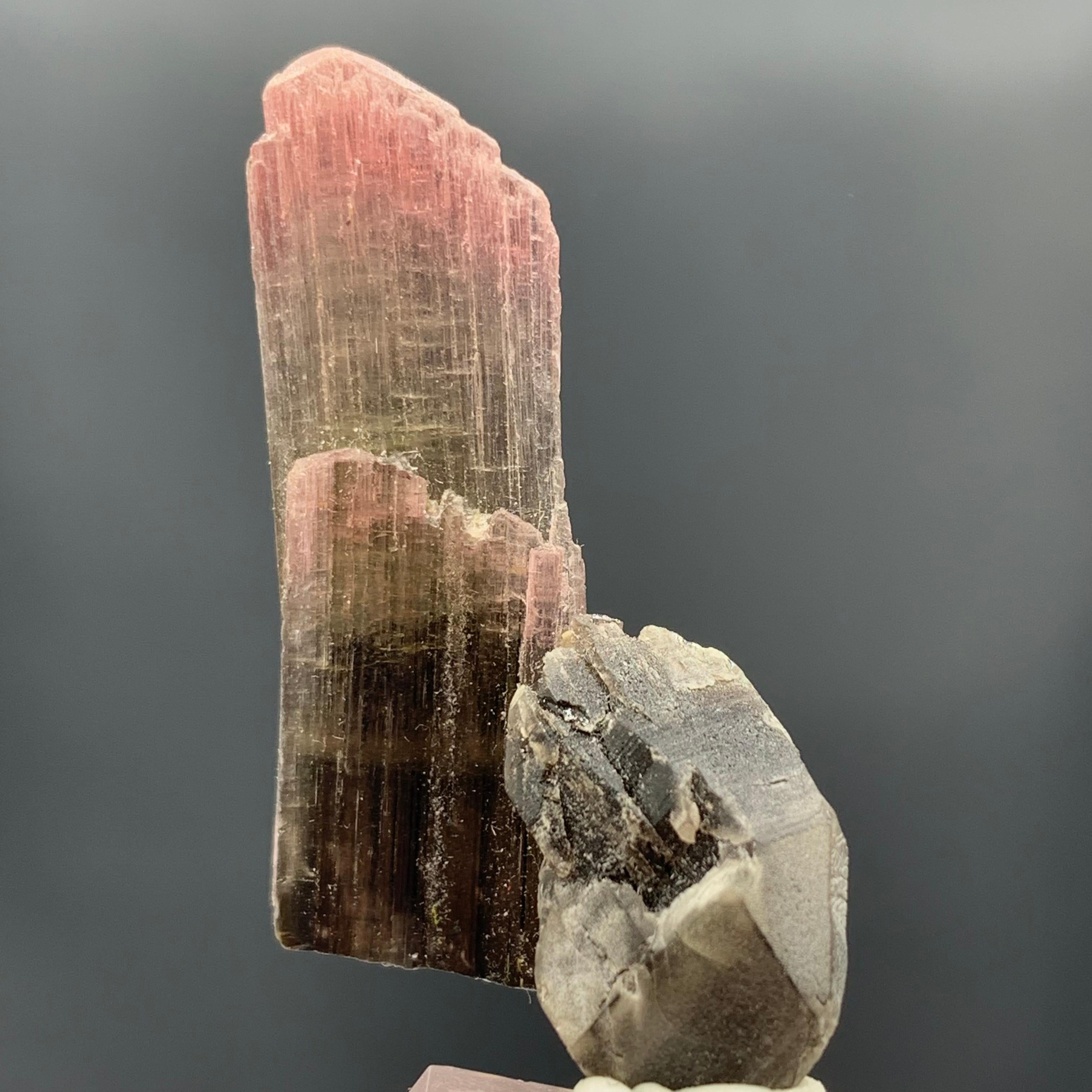 Adam Style 27.25 Carat Magnifique Tri Color Tourmaline Crystal From Afghanistan  For Sale