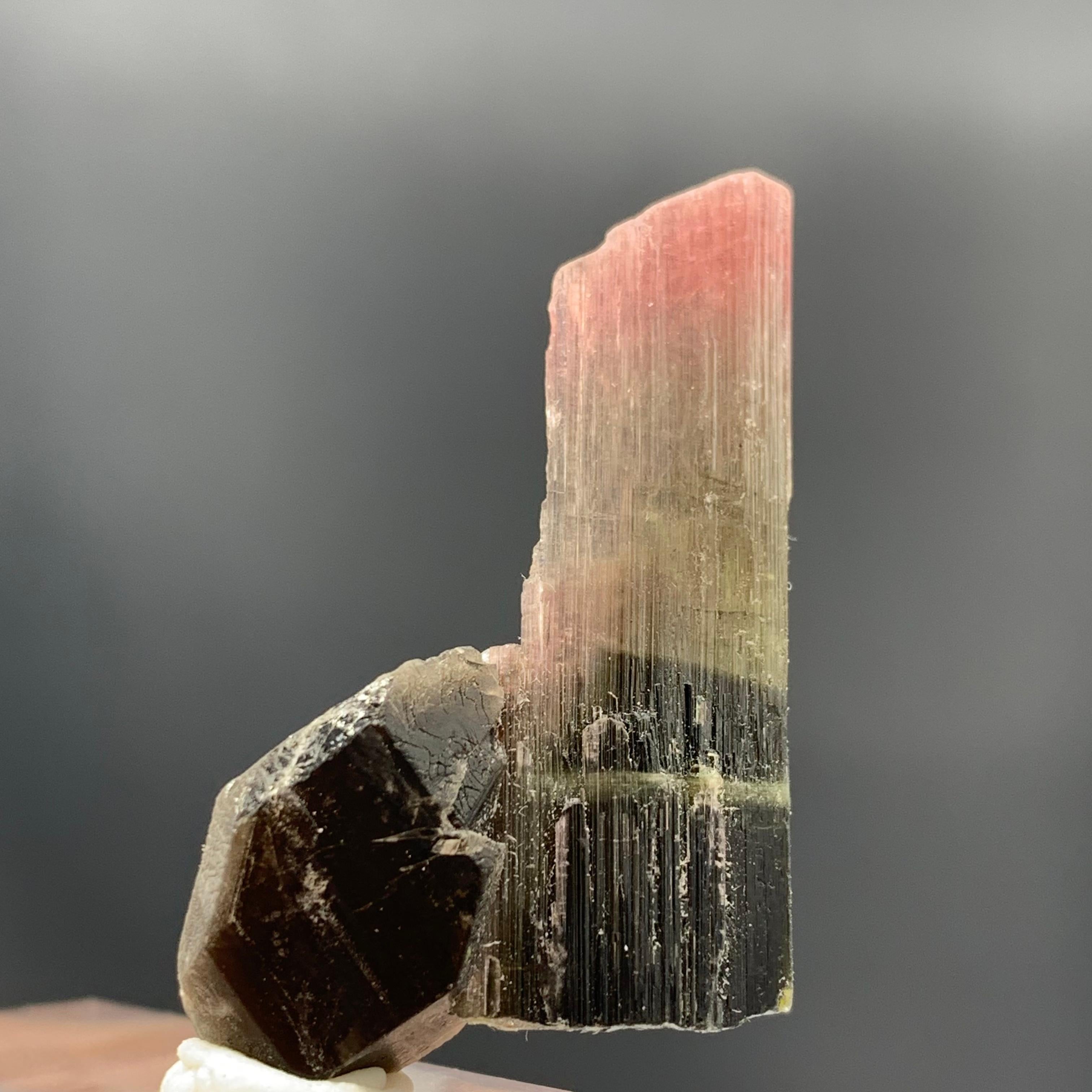 Autre Magnifique cristal de tourmaline tricolore de 27,25 carats d'Afghanistan  en vente