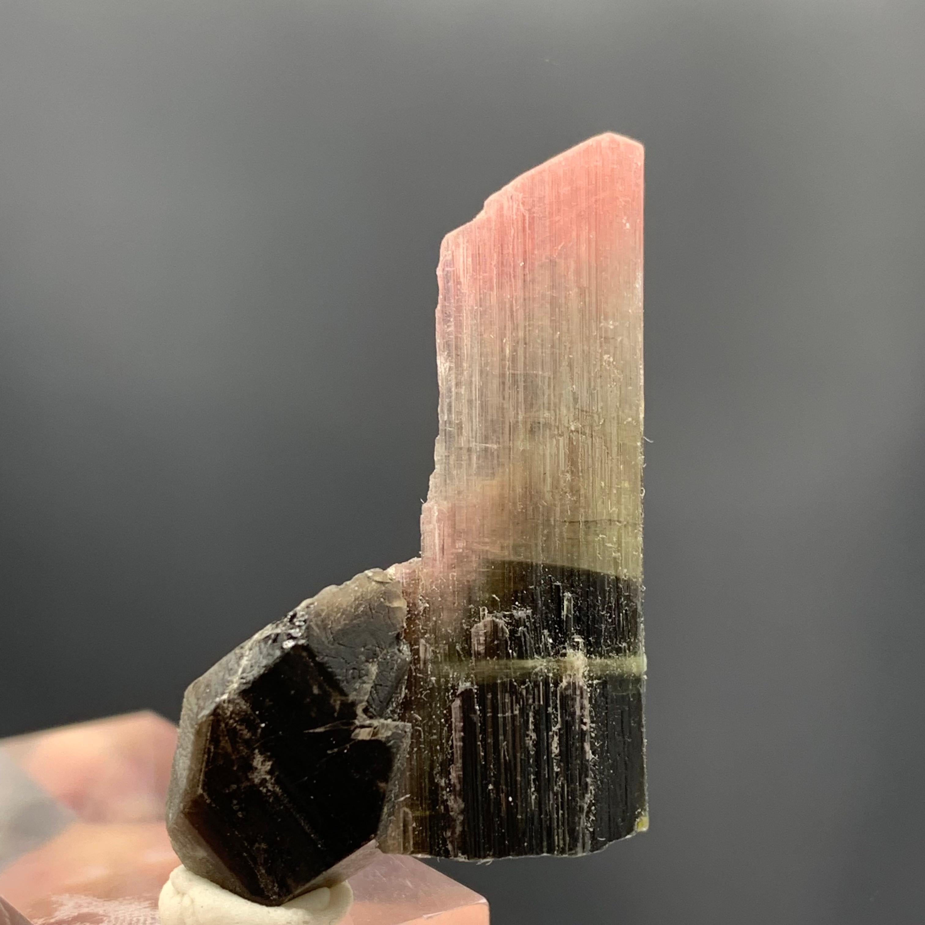 27.25 Carat Magnifique Tri Color Tourmaline Crystal From Afghanistan  In Good Condition For Sale In Peshawar, PK