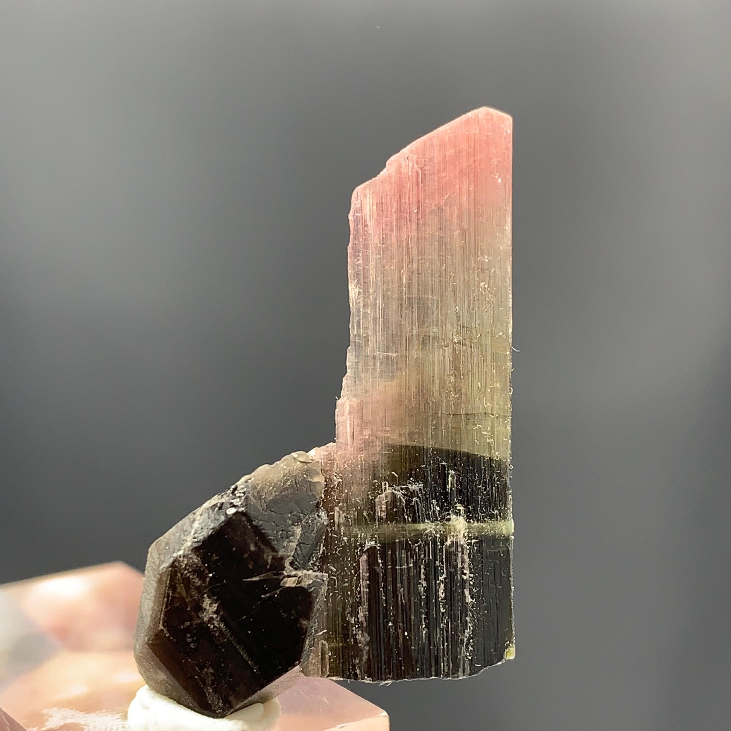 Magnifique cristal de tourmaline tricolore de 27,25 carats d'Afghanistan  en vente 1