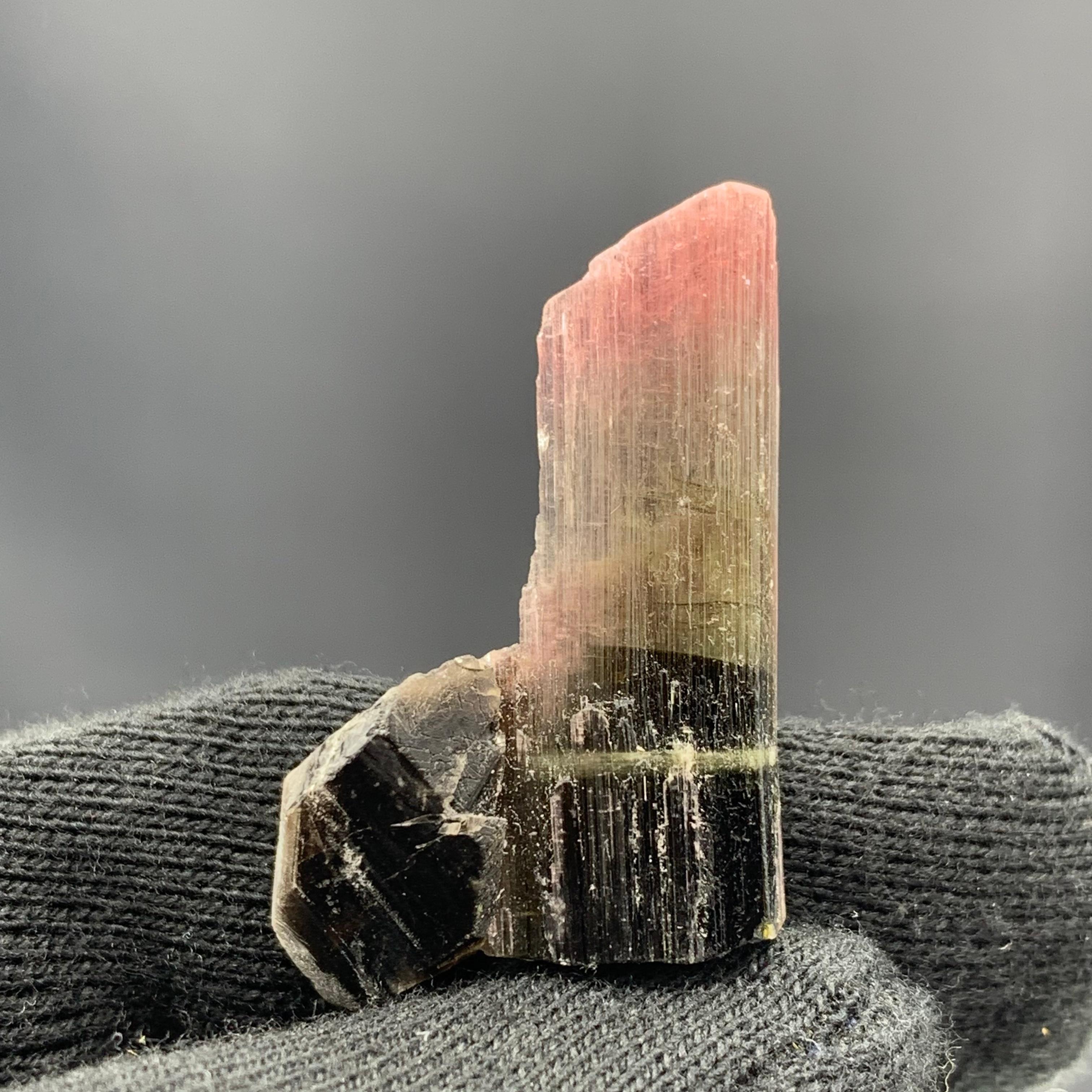 Magnifique cristal de tourmaline tricolore de 27,25 carats d'Afghanistan  en vente 2