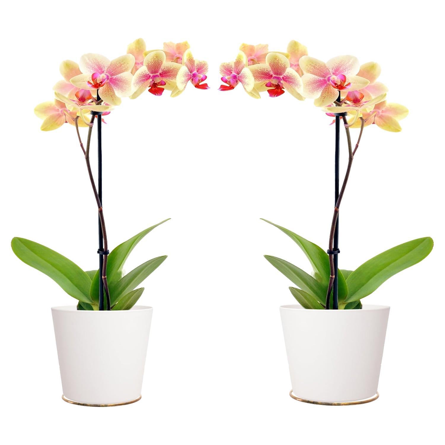 2x macetero de pared viena años 50 aproximadamente
( Foto simbólica con las plantas ) Las plantas no están a la venta
Estado original
Pátina original del latón