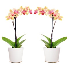 2x wall flower pot holder vienna around 1950s