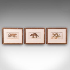 3 Illustrazioni antiche di grandi felini, Inglese, Arte con cornice, Studio della fauna selvatica, William IV