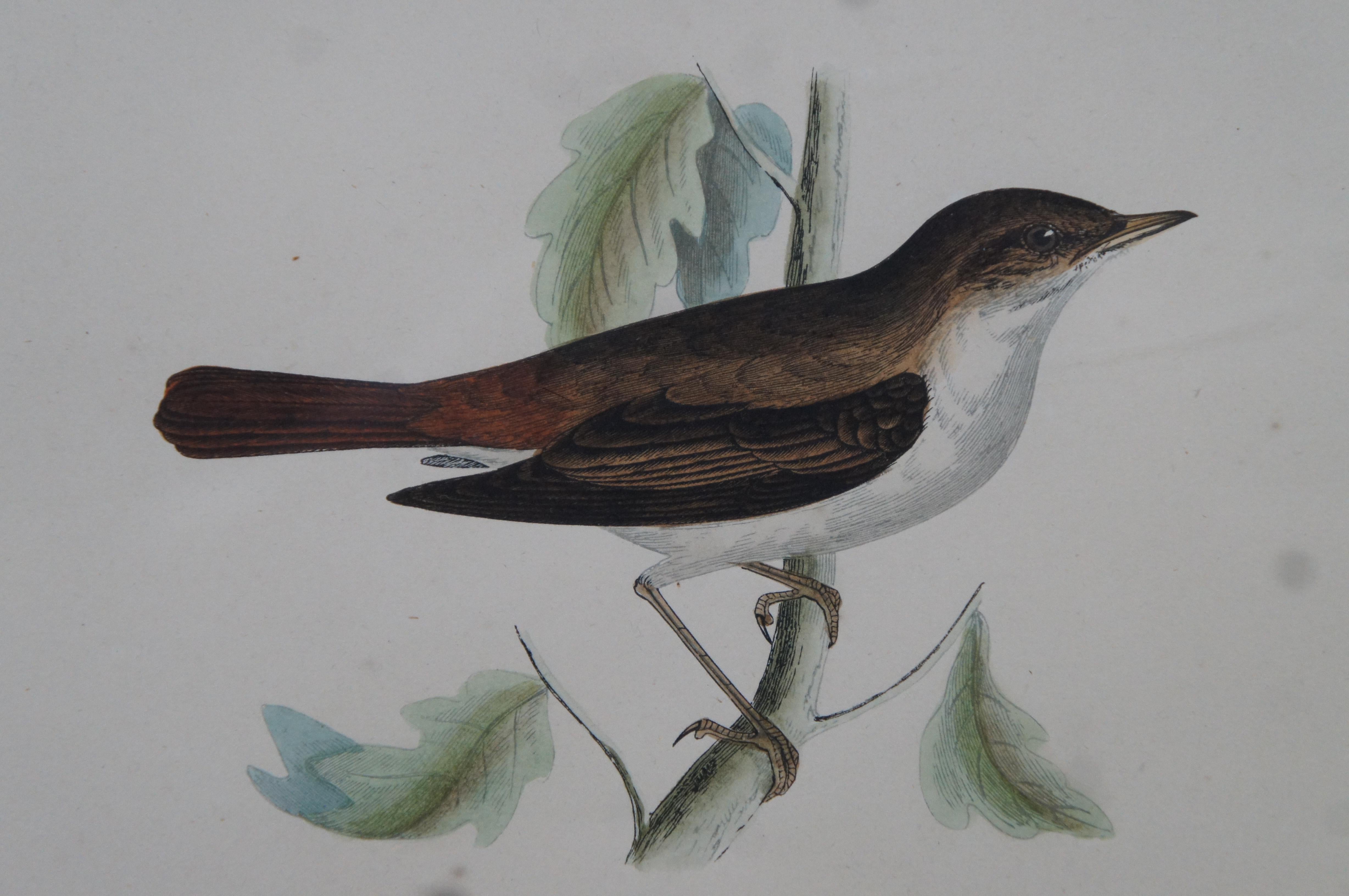 3 Antique History British Birds Chromolitho Prints Cuckoo Blackcap Nightingale 5