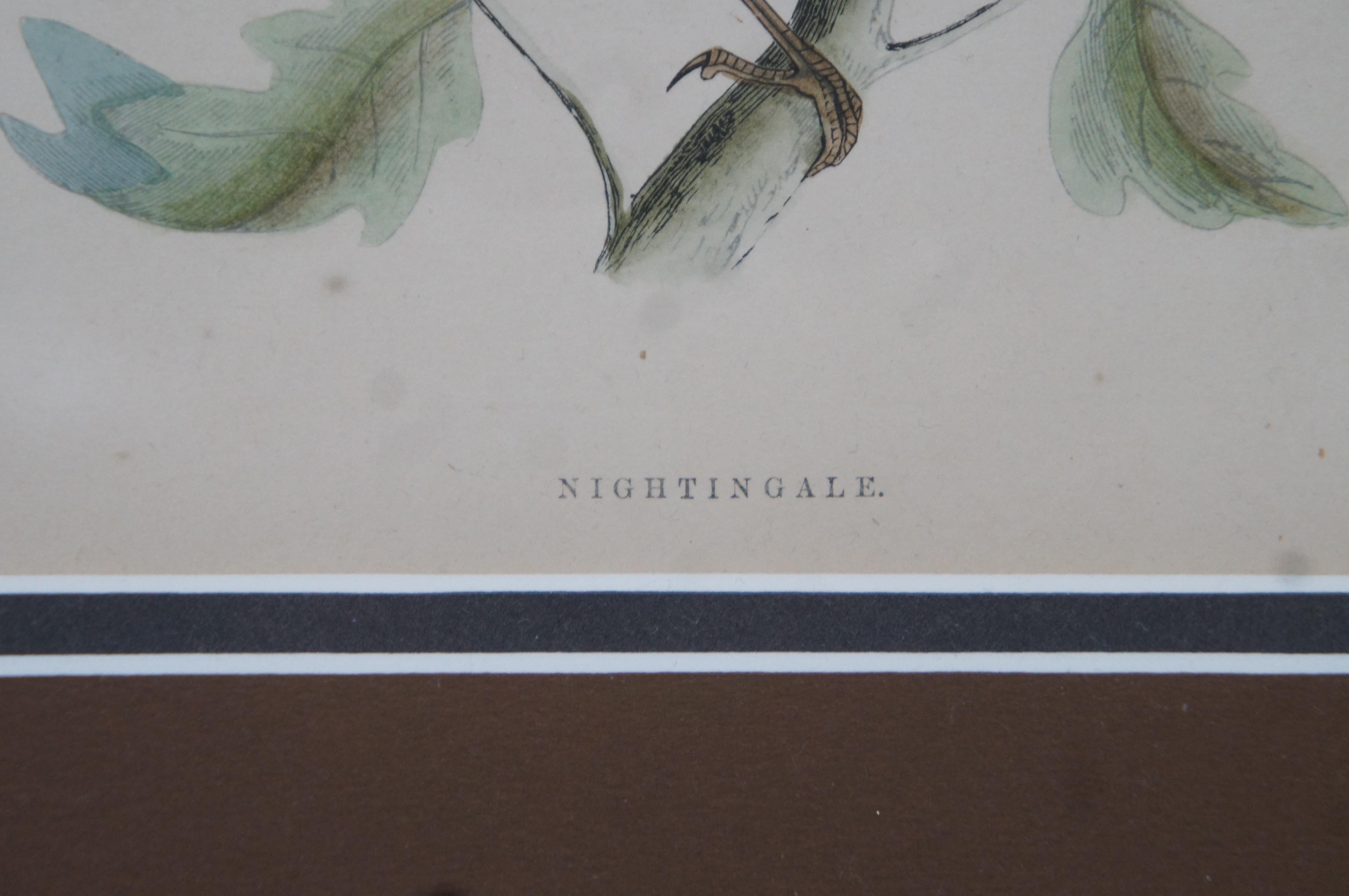 3 Antique History British Birds Chromolitho Prints Cuckoo Blackcap Nightingale 6