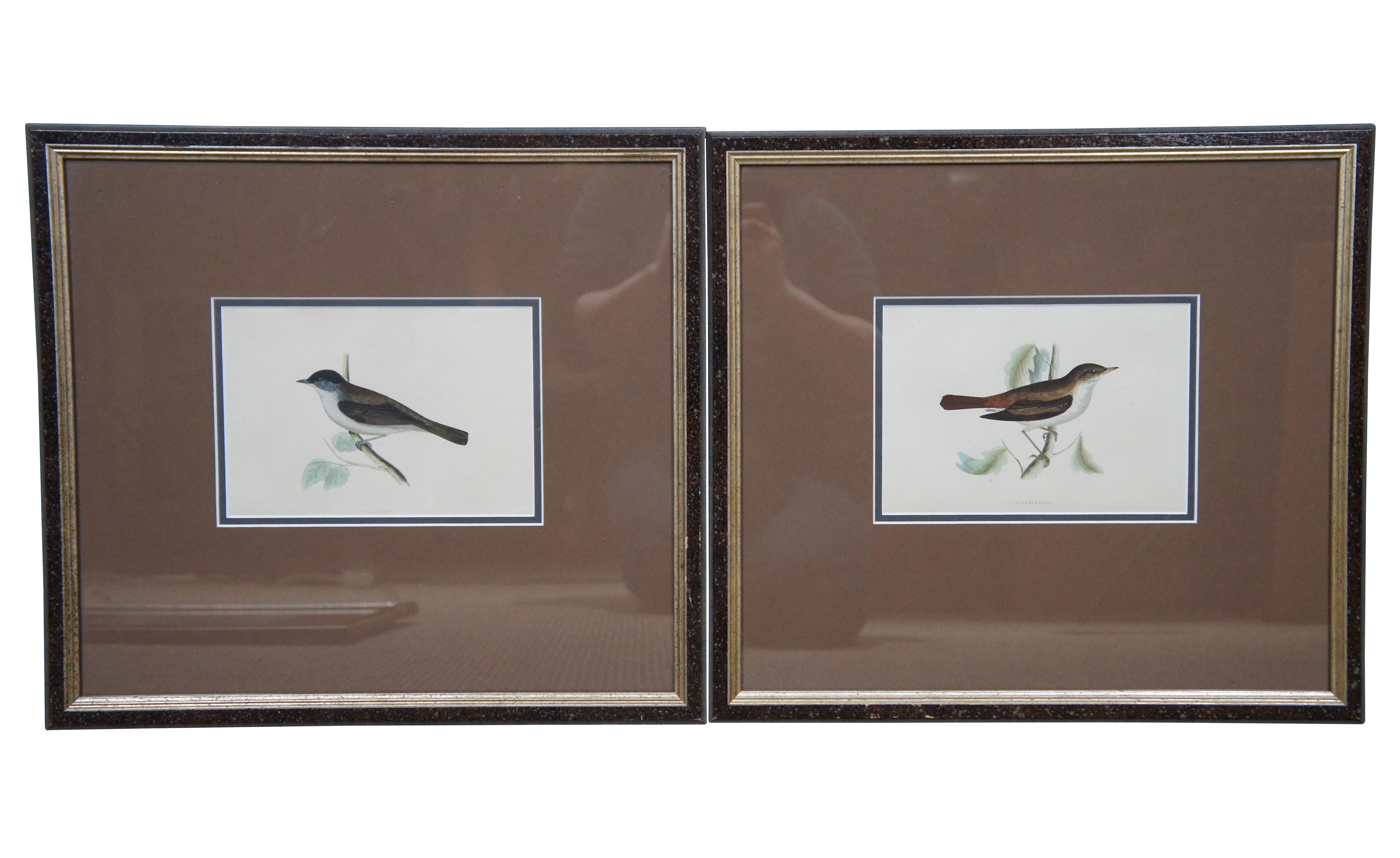 3 Antique History British Birds Chromolitho Prints Cuckoo Blackcap Nightingale In Good Condition In Dayton, OH