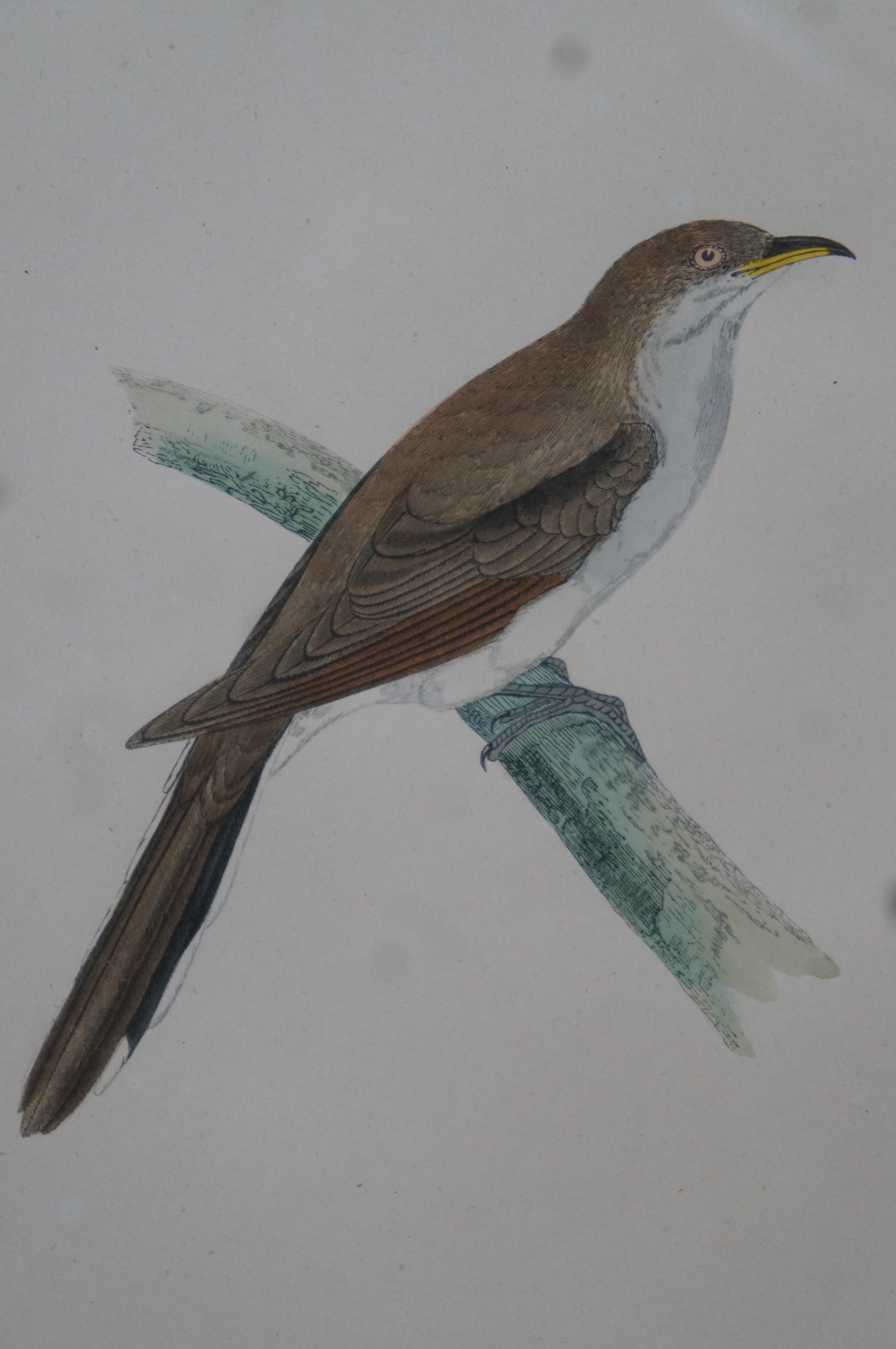 3 Antique History British Birds Chromolitho Prints Cuckoo Blackcap Nightingale 1