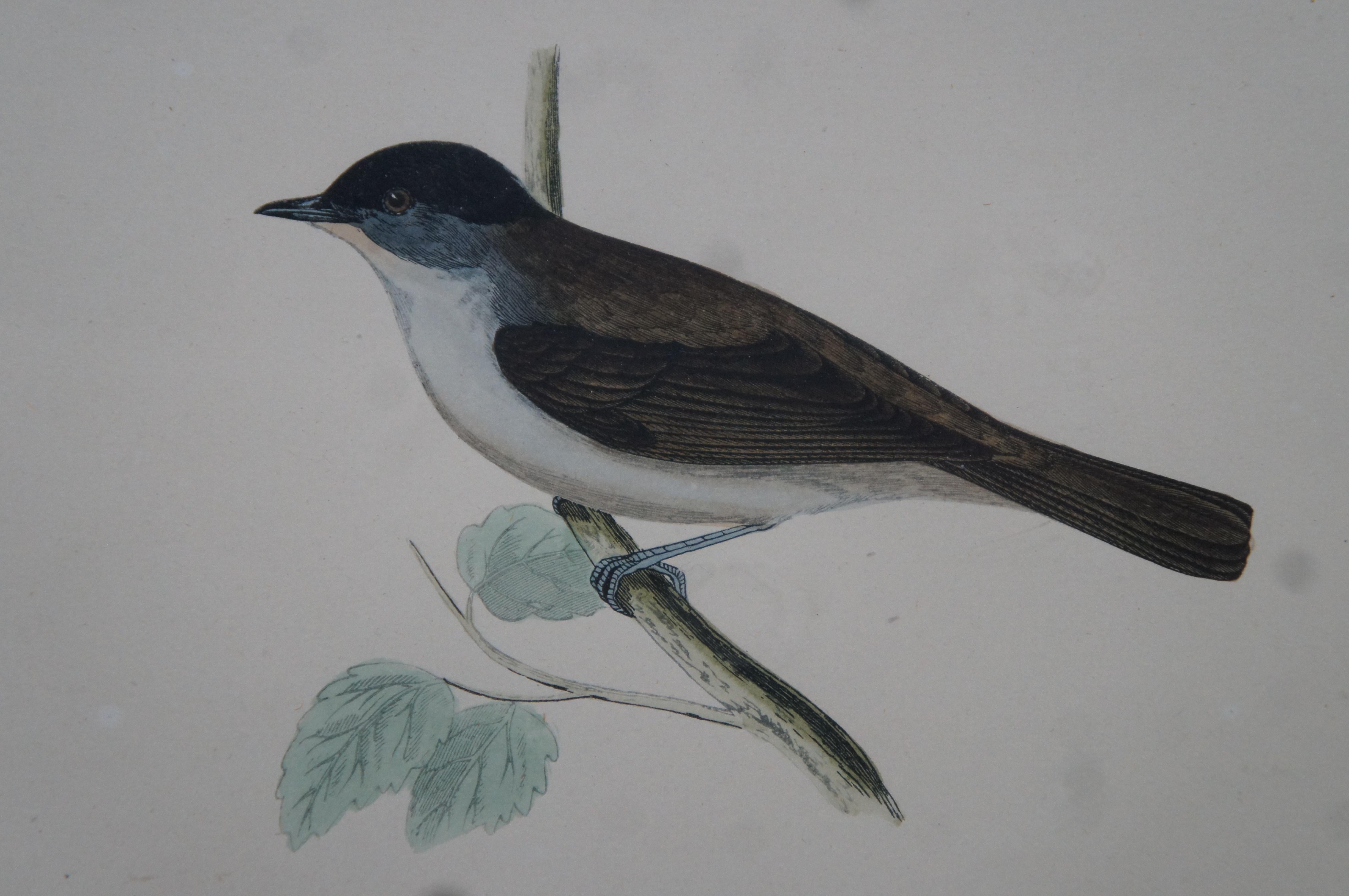 3 Antique History British Birds Chromolitho Prints Cuckoo Blackcap Nightingale 3