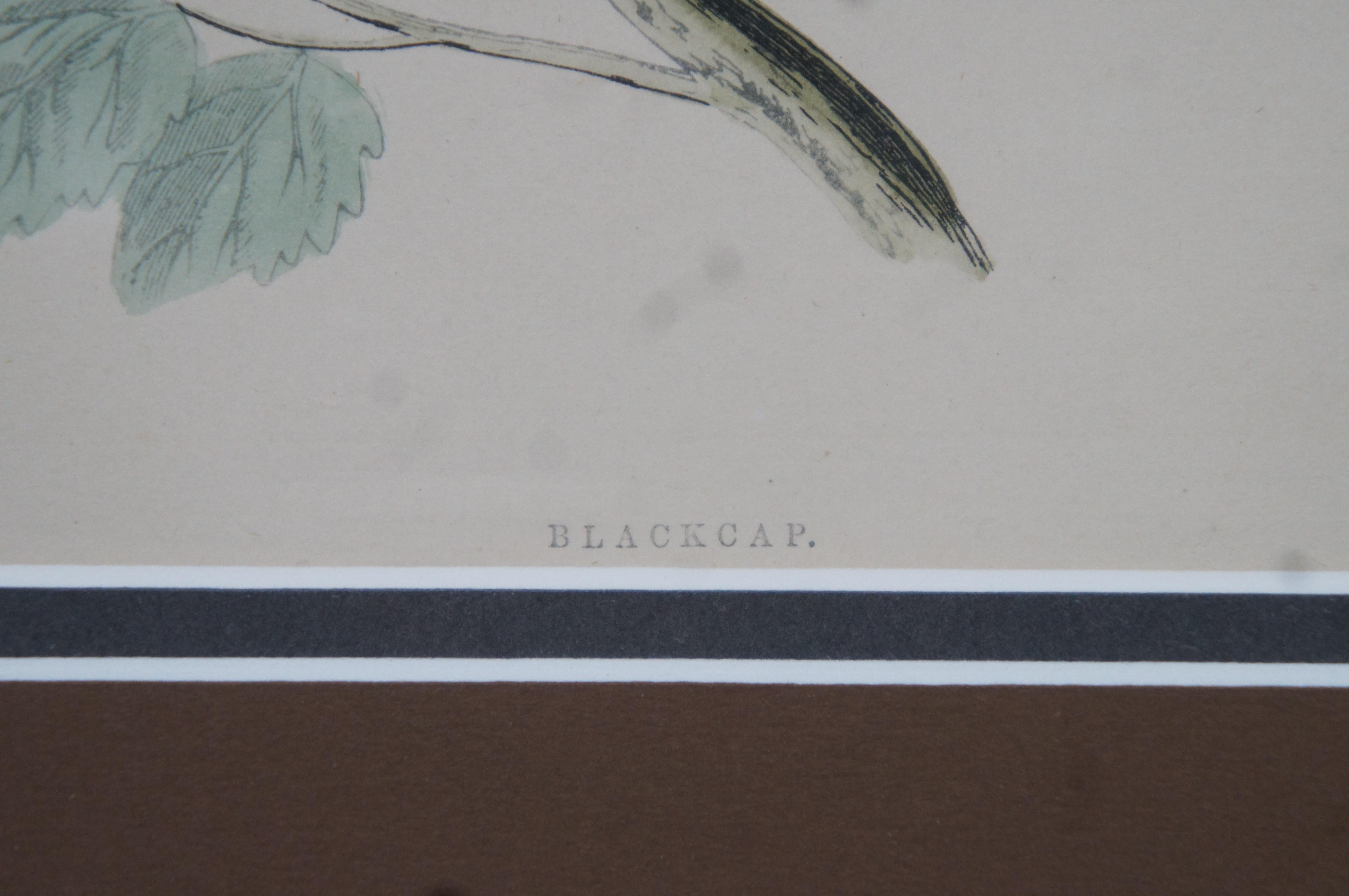3 Antique History British Birds Chromolitho Prints Cuckoo Blackcap Nightingale 4