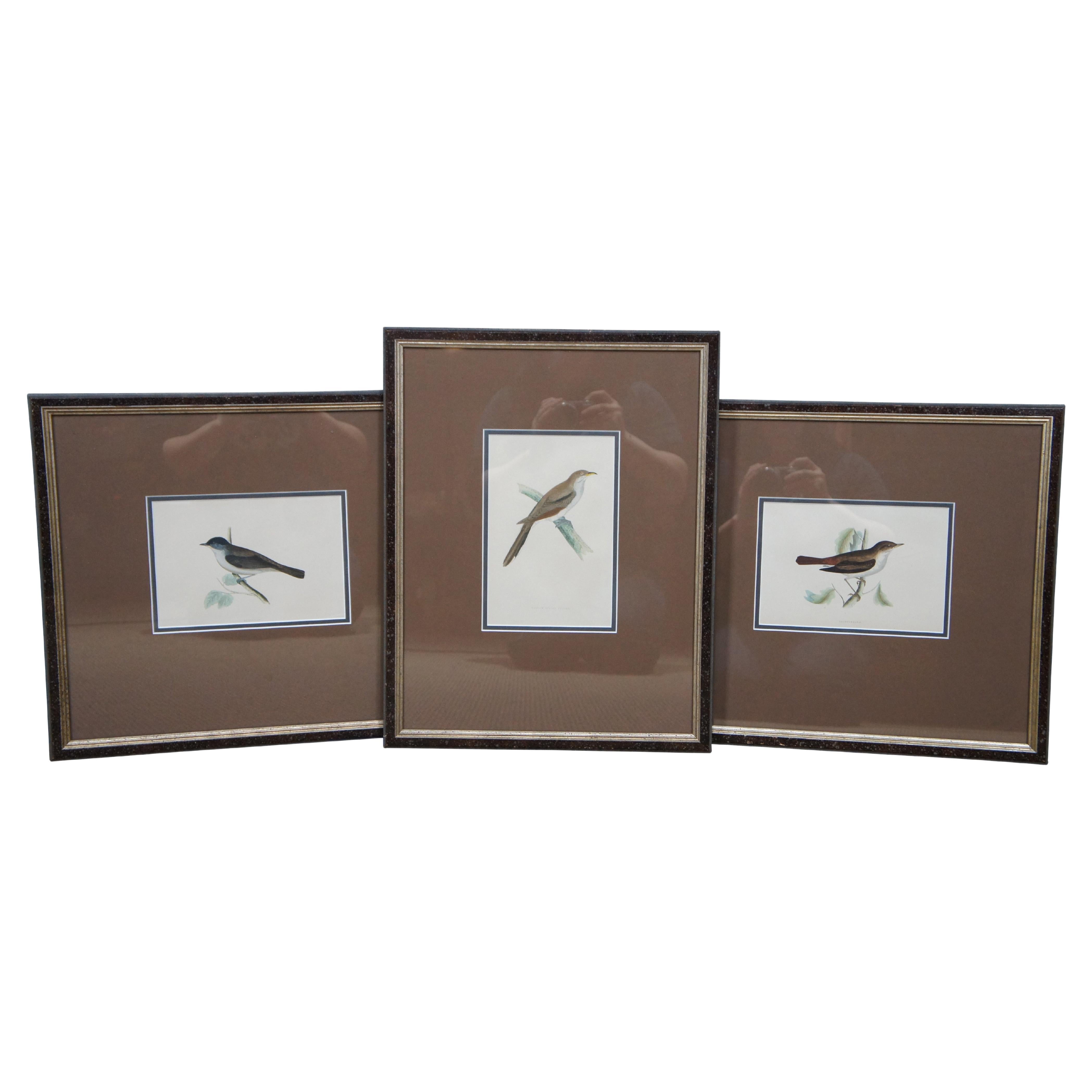 3 Antique History British Birds Chromolitho Prints Cuckoo Blackcap Nightingale