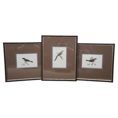 3 Antique History British Birds Chromolitho Prints Cuckoo Blackcap Nightingale