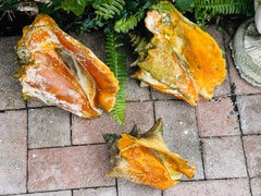 3 Antique Large Bahamas Cnch Shells Patinated Distressed