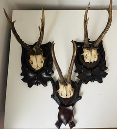 3 Antque Black Forest Deer Horns on Carved Plaques Trophies