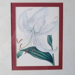 Framed Botanical Prints 'Lilium White' 'Lilium Rose' & 'Helochrsum' 20th Century