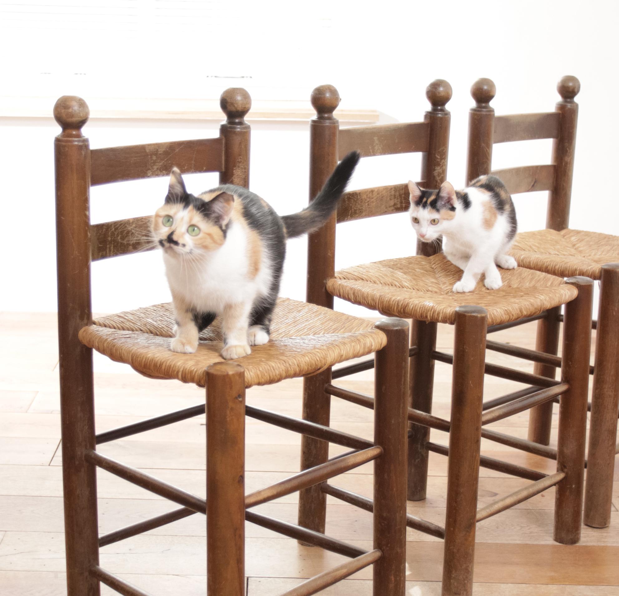 3 French Ladder Back Oak Rush Seat Dining Chairs 10