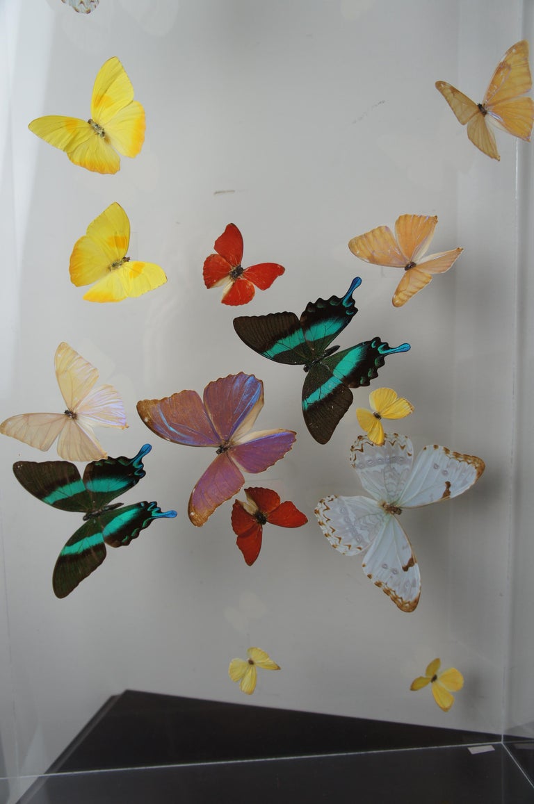 3 Large Exotic Butterfly Mounted Lucite Shadow Display Boxes Taxidermy