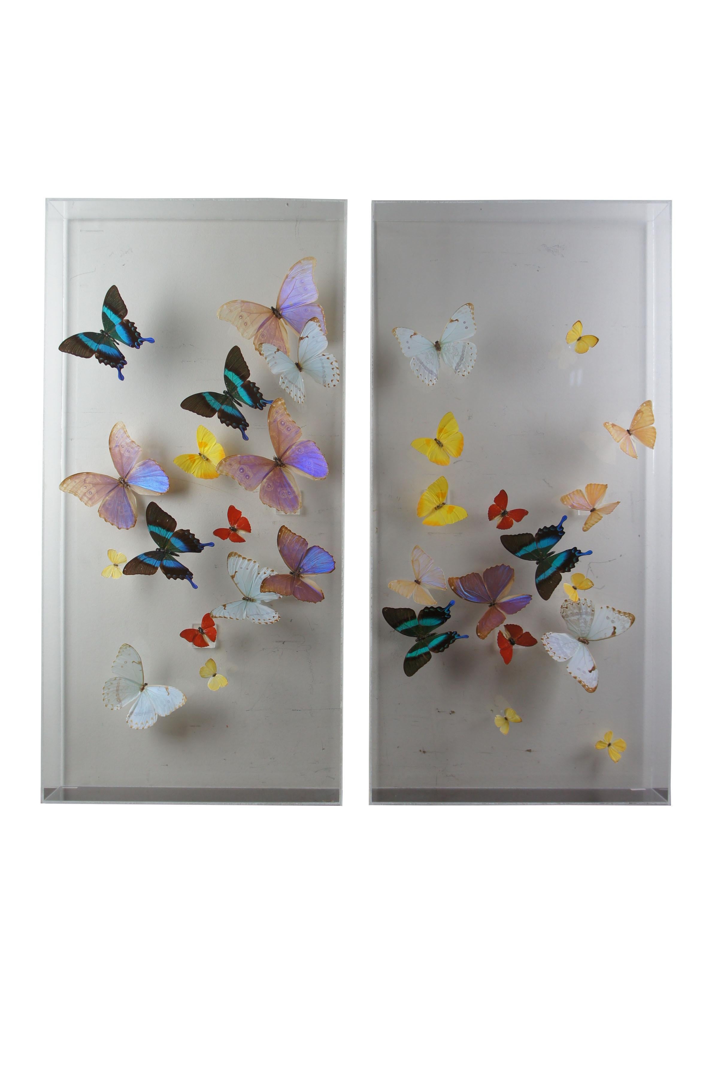 3 large exotic butterfly mounted lucite shadow display boxes taxidermy San Juan

An exquisite set of 3 exotic butterfly shadowboxes from San Juan, Puerto Rico. 
 Beautifully mounted in Lucite displays allowing for perfect display. Purchased in