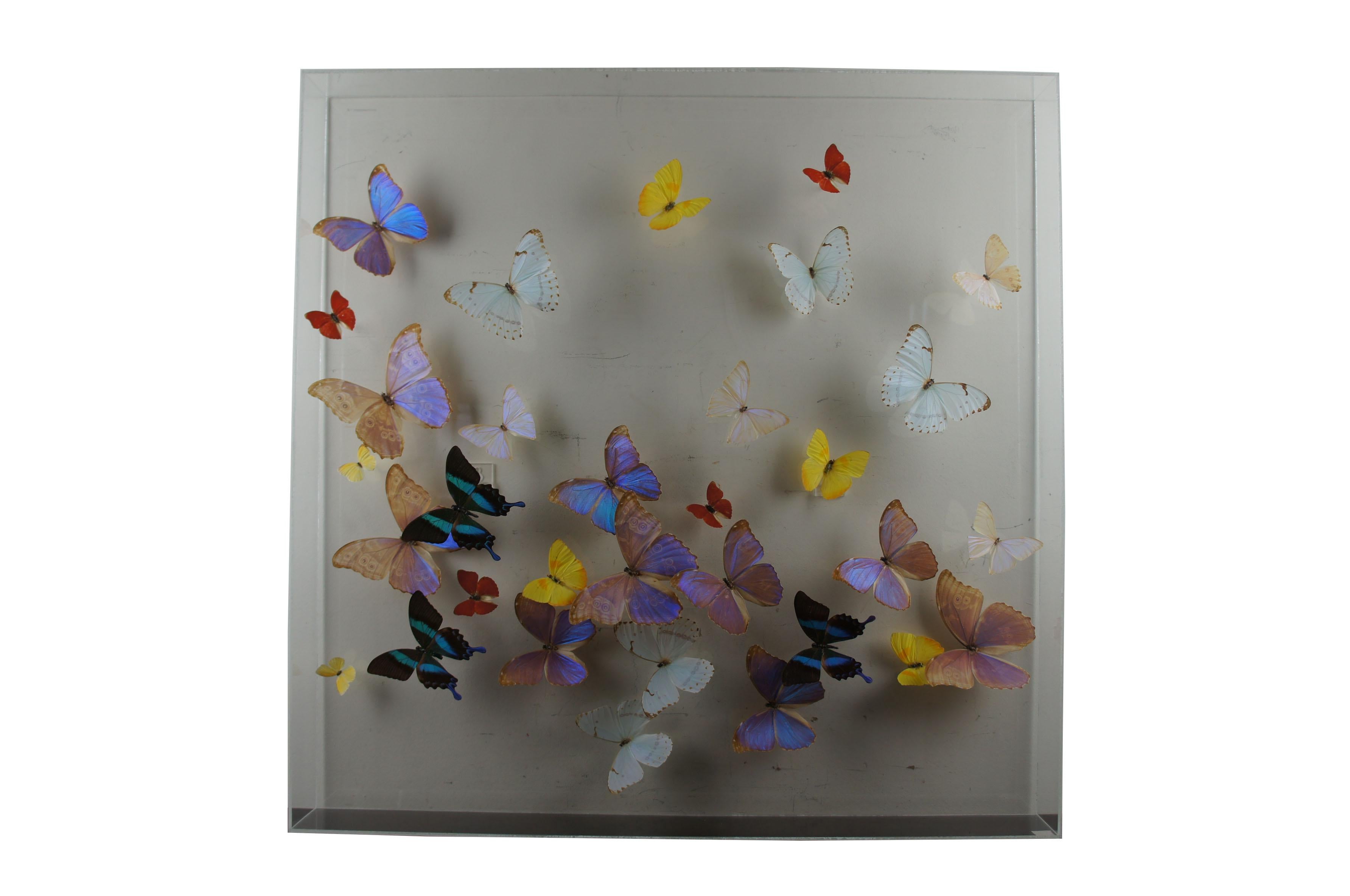 butterfly display case