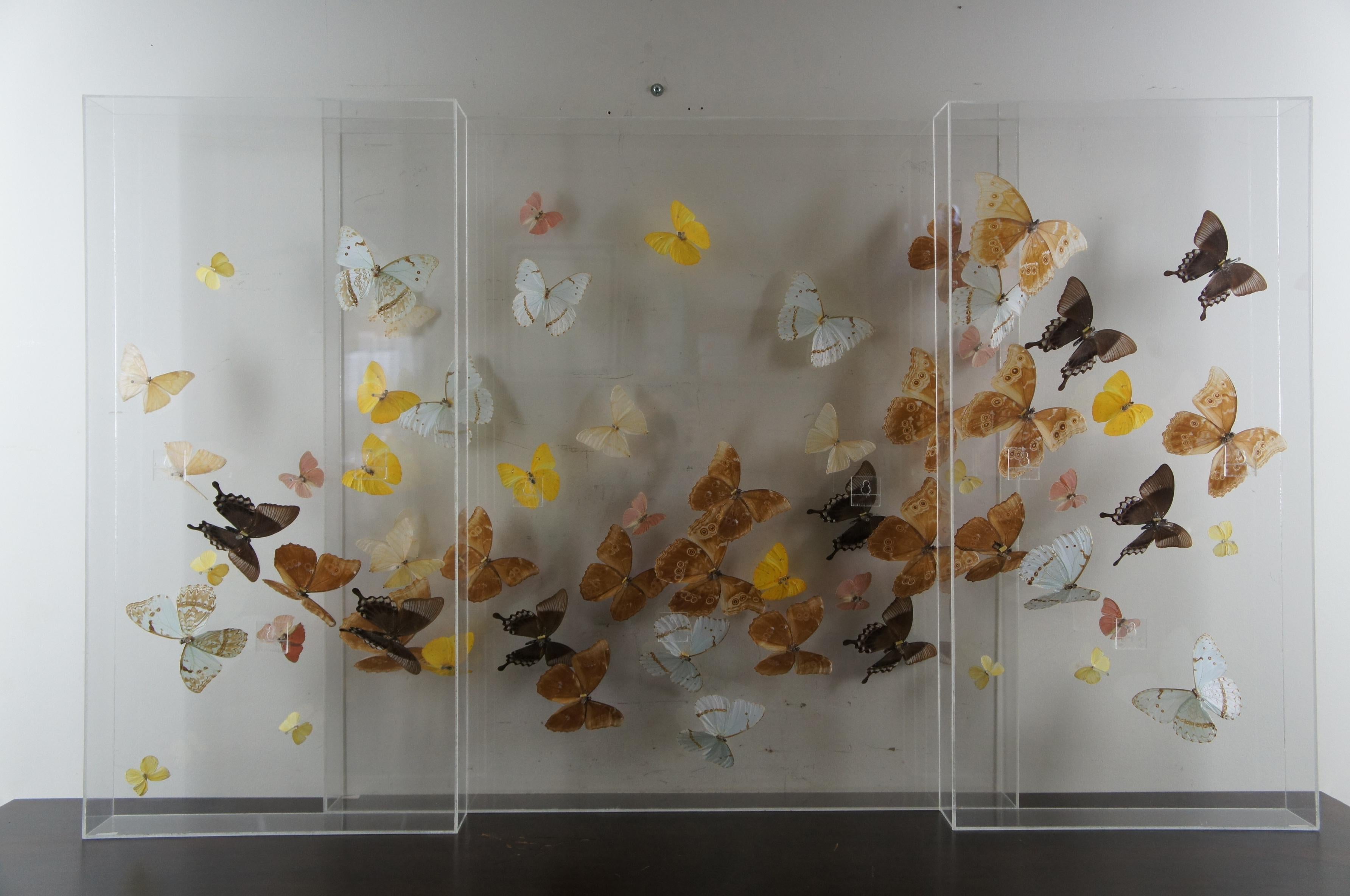 butterfly display box