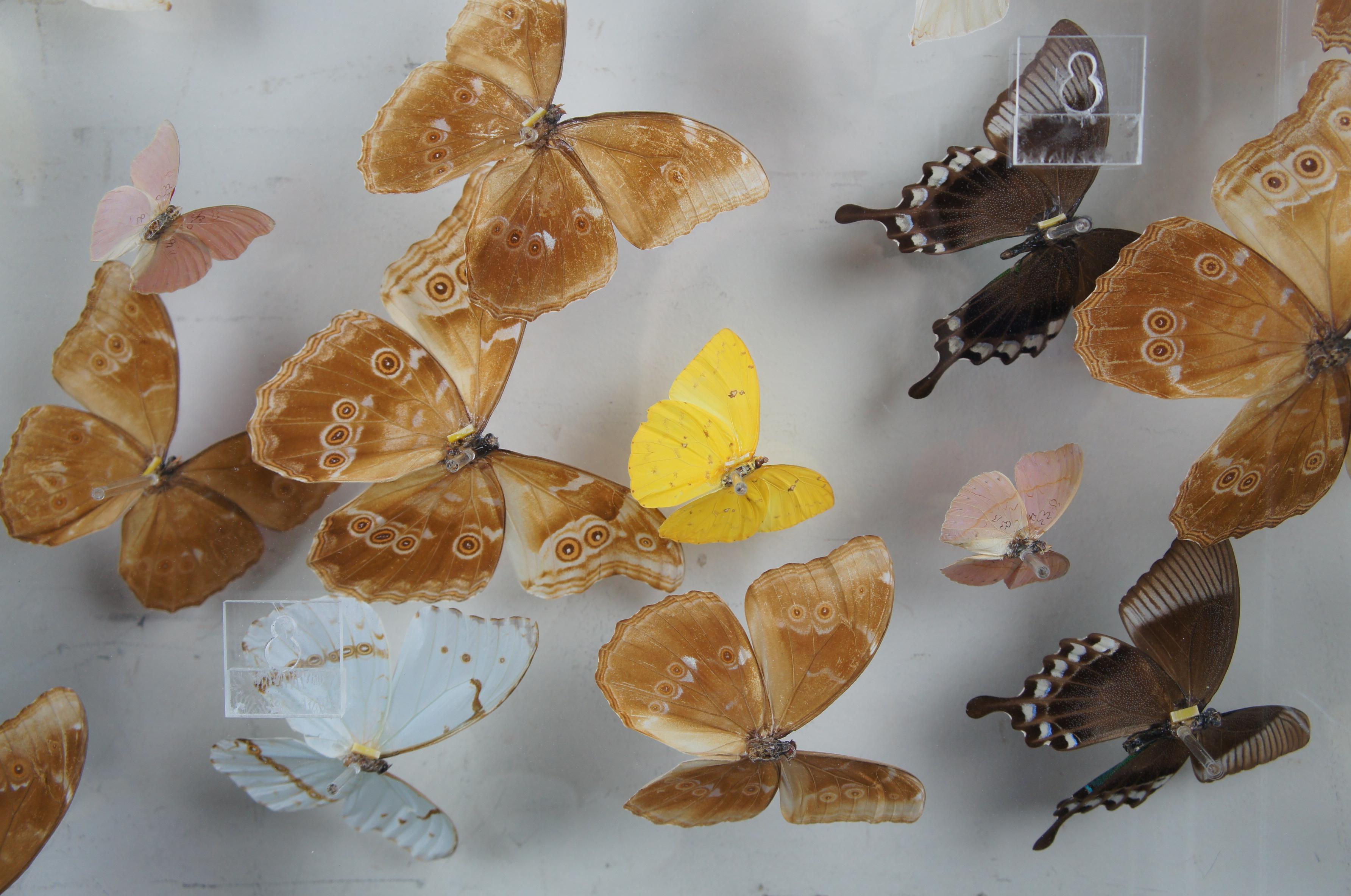 butterfly display case for sale