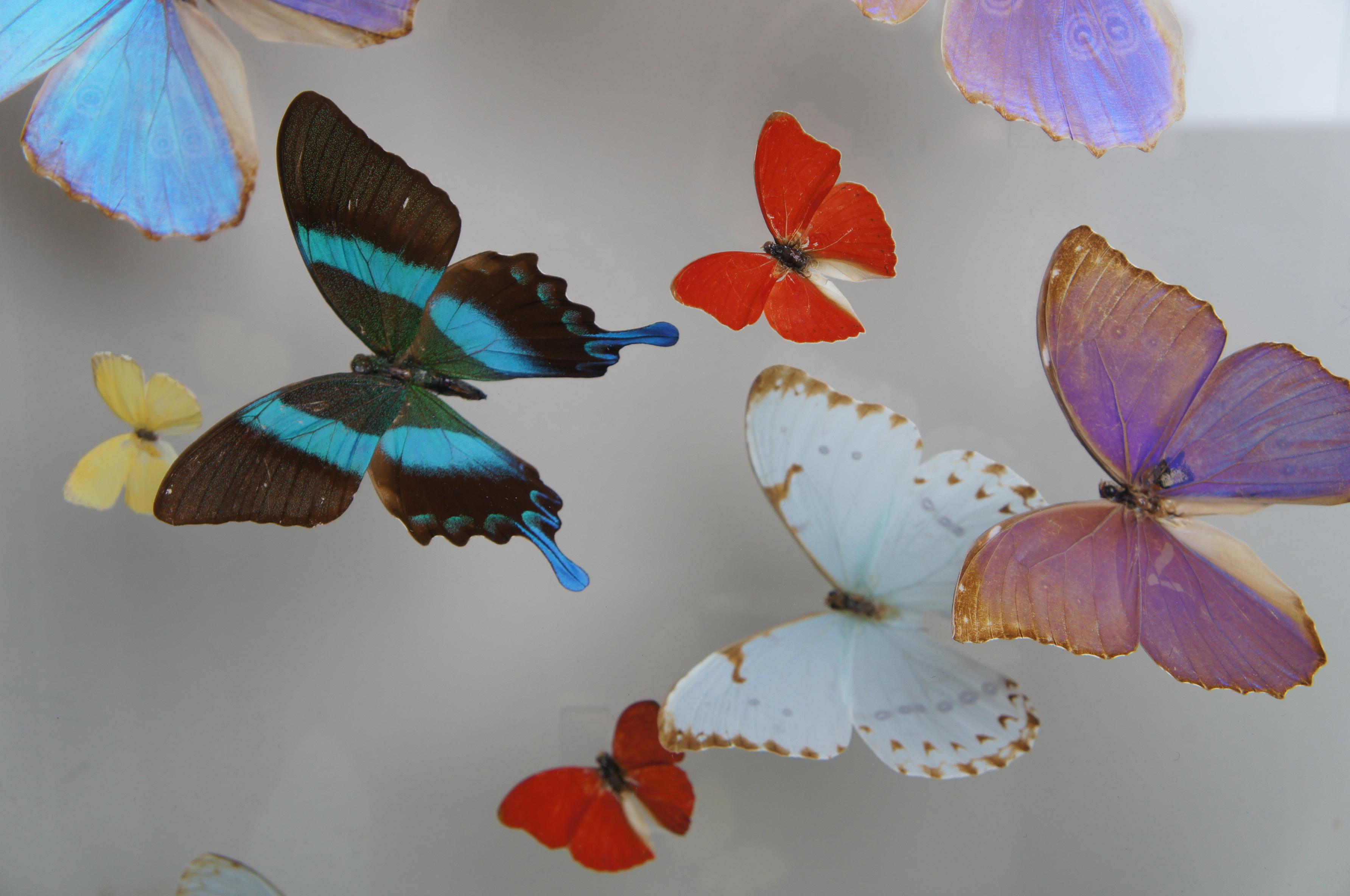 Organic Material 3 Large Exotic Butterfly Mounted Lucite Shadow Display Boxes Taxidermy San Juan