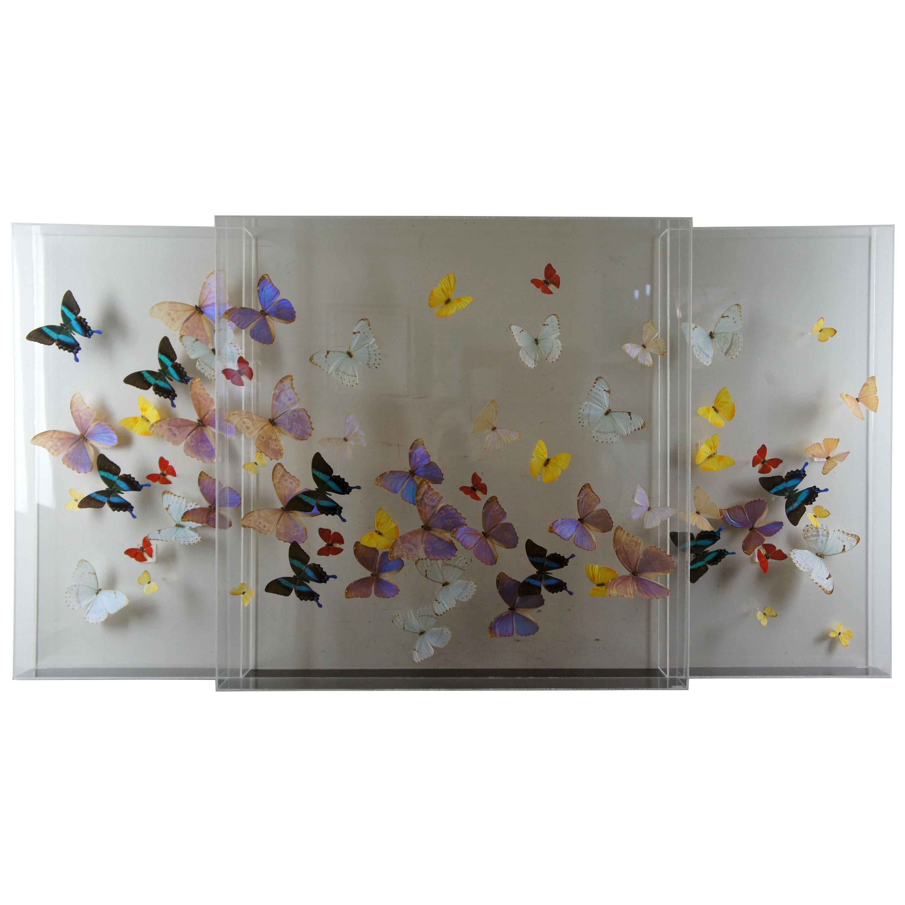 3 Large Exotic Butterfly Mounted Lucite Shadow Display Boxes Taxidermy San Juan