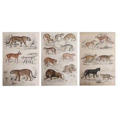 3 Large Original Antique Natural History Prints, Cats, Circa 1835