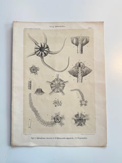 3 Grabados originales antiguos de biología marina, Informe de investigación sobre el Atlántico Norte, década de 1890