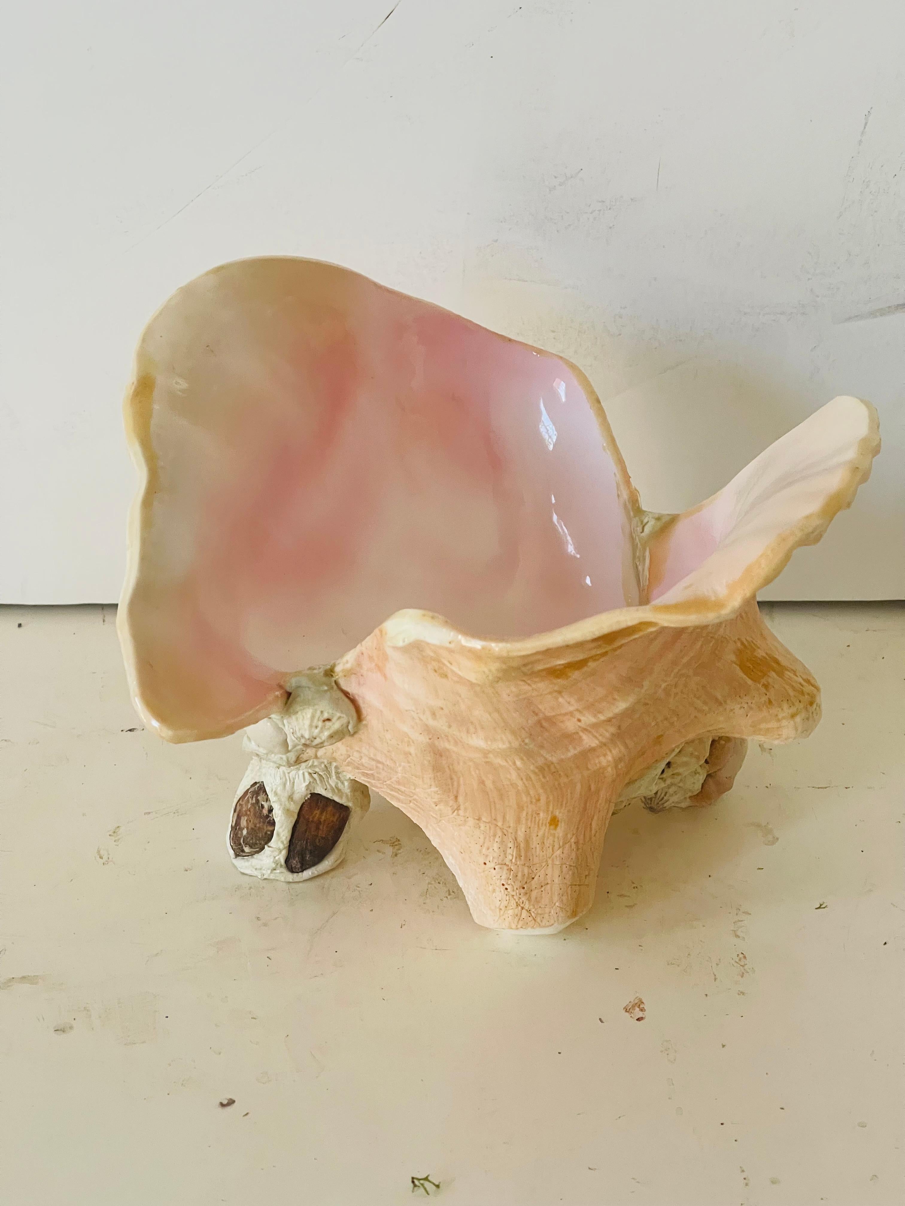 3 pcs Sea Shell Bowls and Spoon Table Set Handmade For Sale 4