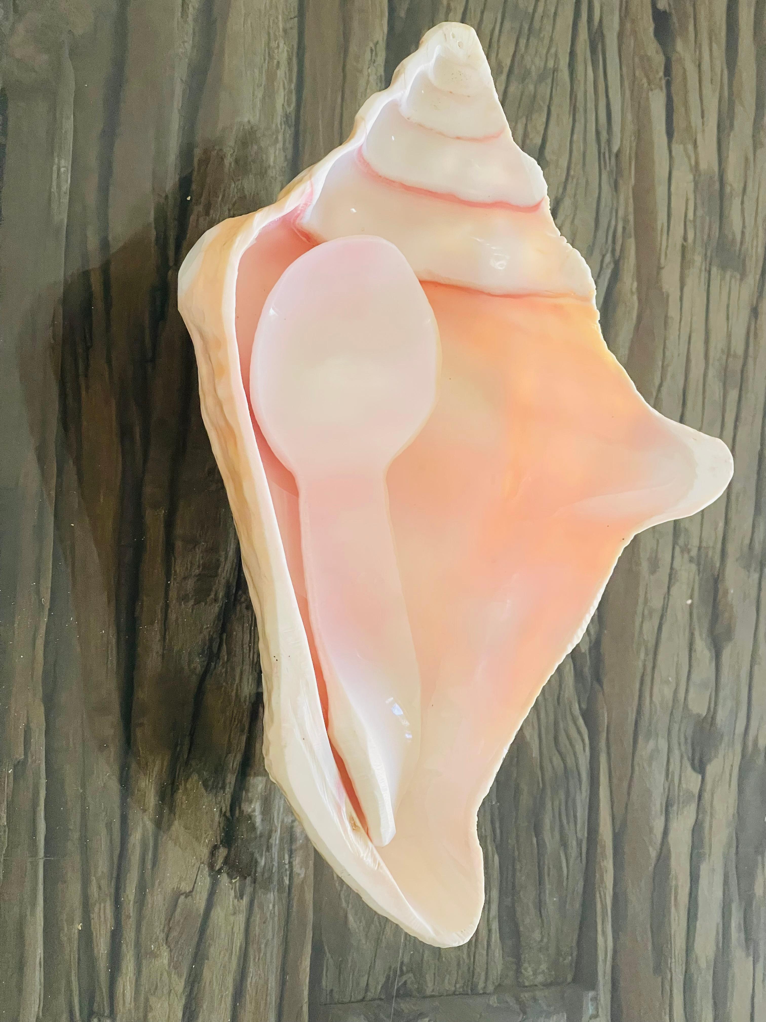 Mid-20th Century 3 pcs Sea Shell Bowls and Spoon Table Set Handmade For Sale