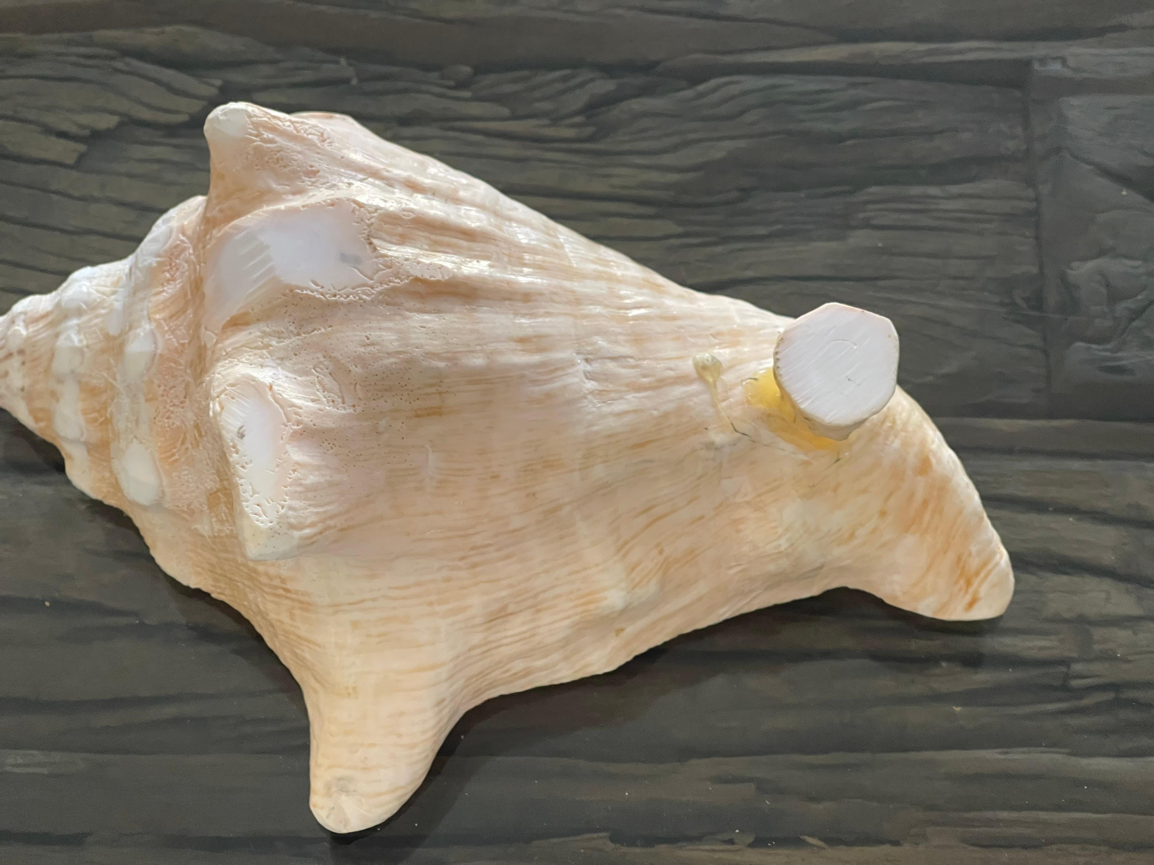 3 pcs Sea Shell Bowls and Spoon Table Set Handmade For Sale 1