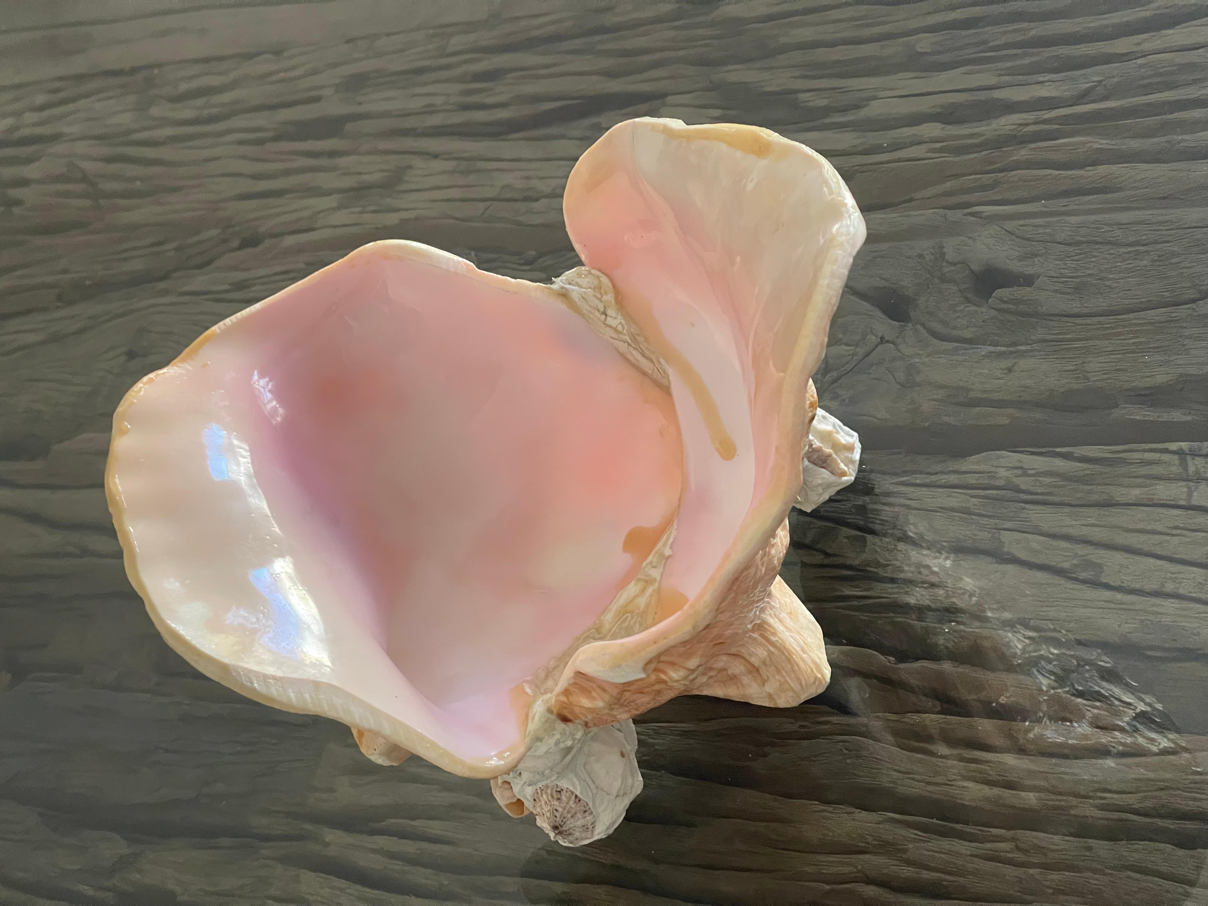 3 pcs Sea Shell Bowls and Spoon Table Set Handmade For Sale 3