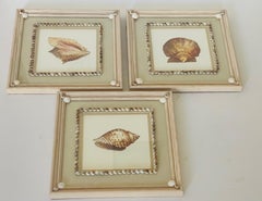 3 Vintage Sea Shell Chromolithographs in Sea Shell Borders