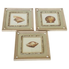 3 Vintage Sea Shell Chromolithographs in Sea Shell Borders
