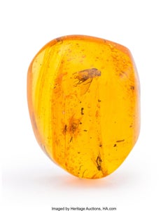 30-40 Million Year Old Fly, Mosquitos and More in Dominican Amber